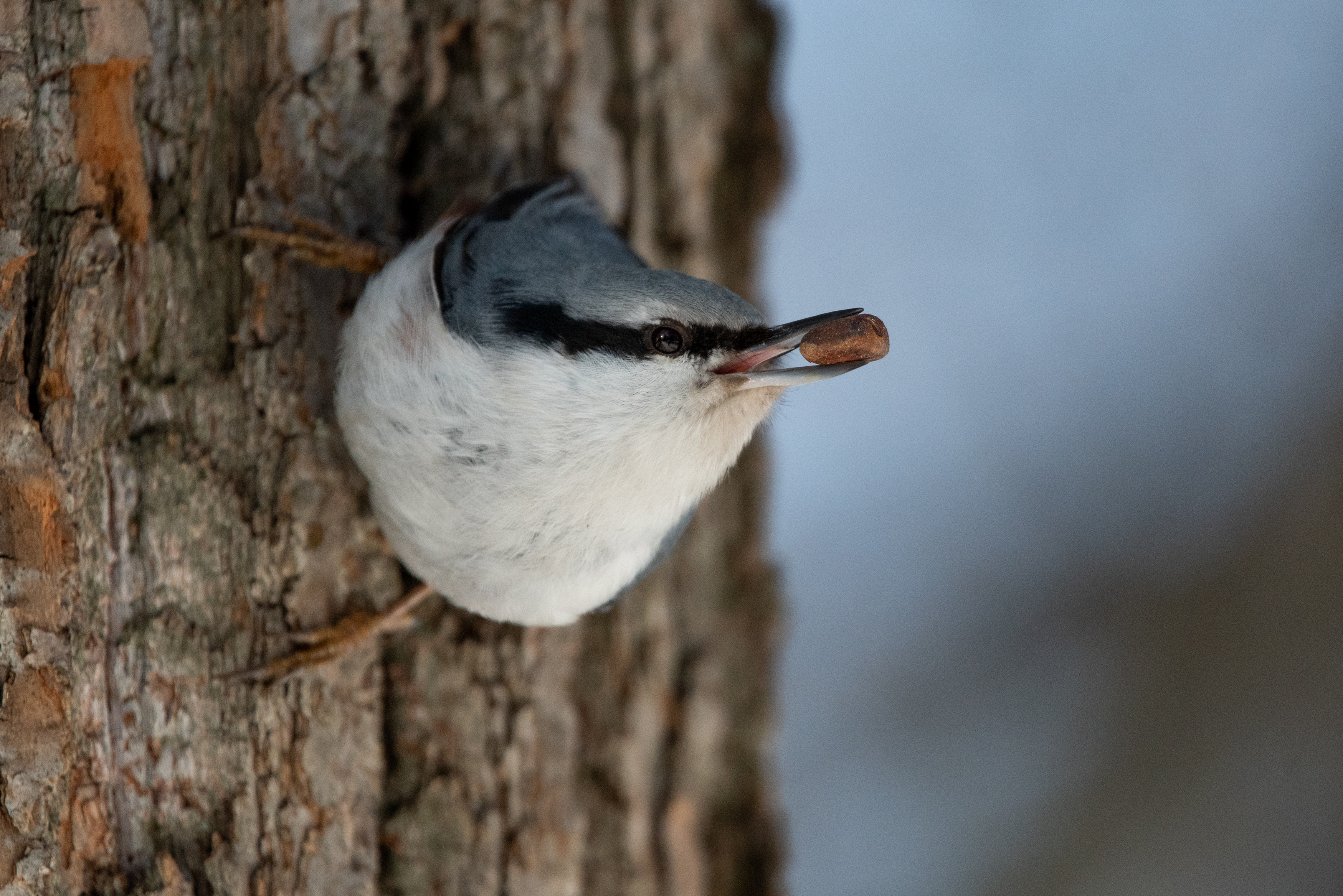bird, wildlife, nuthatch, nature, wild, поползень, птицы, фотоохота, дикая, природа, Полина Шальнева