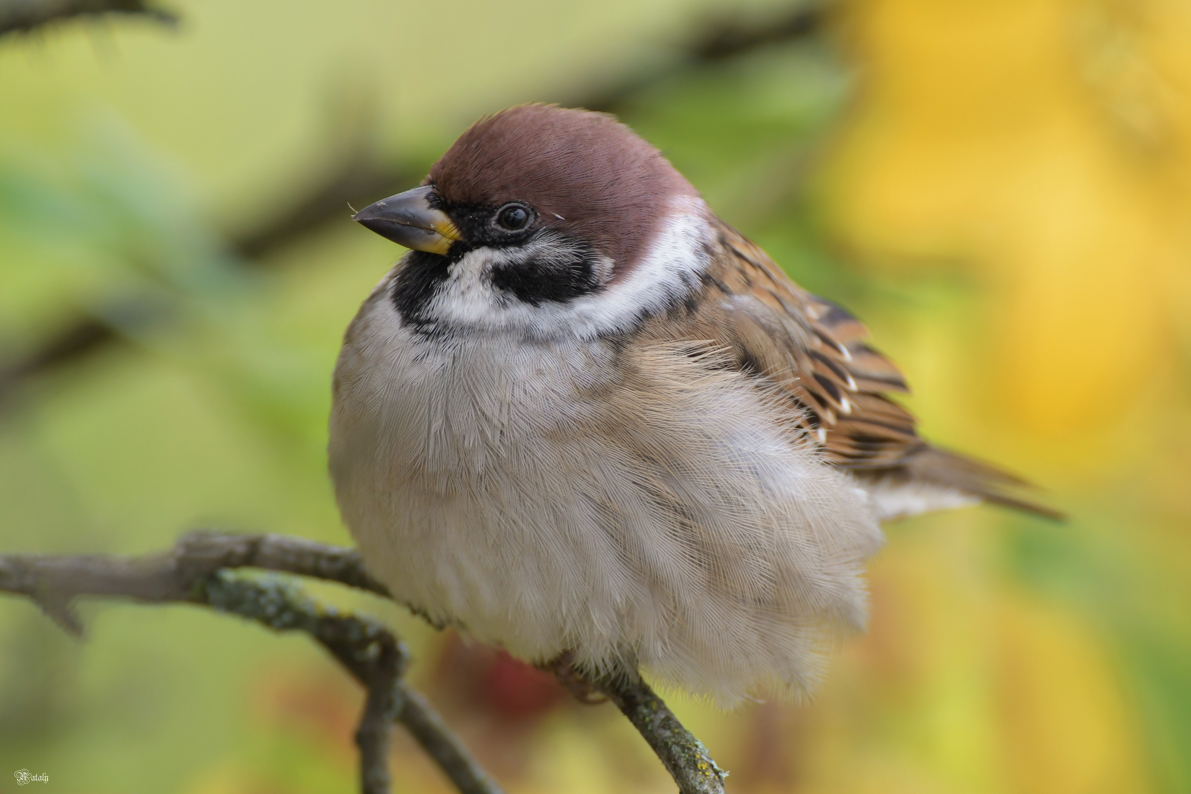 , Наталья Екимова