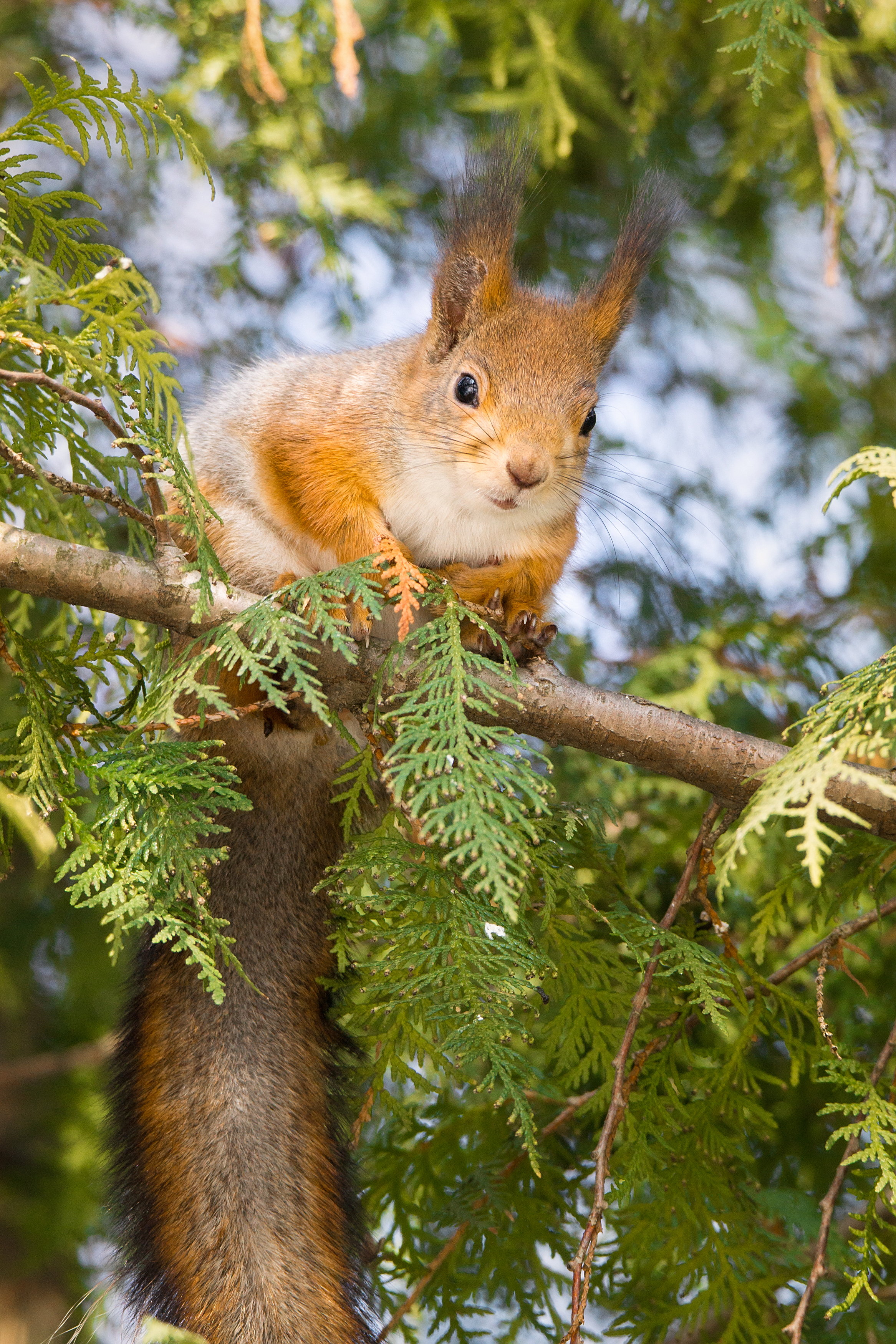 , Корнеев Алексей