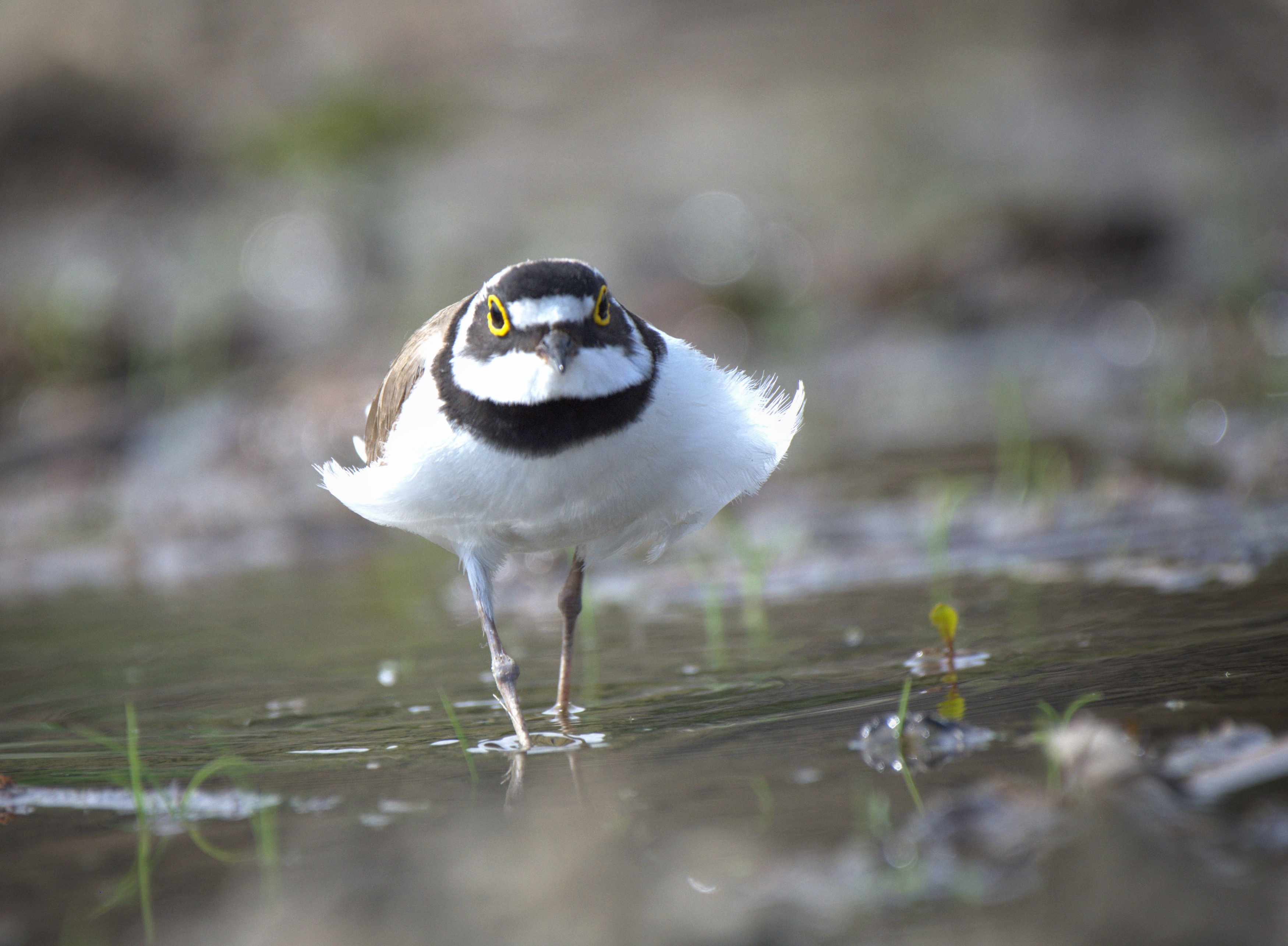 , Герчев Николай