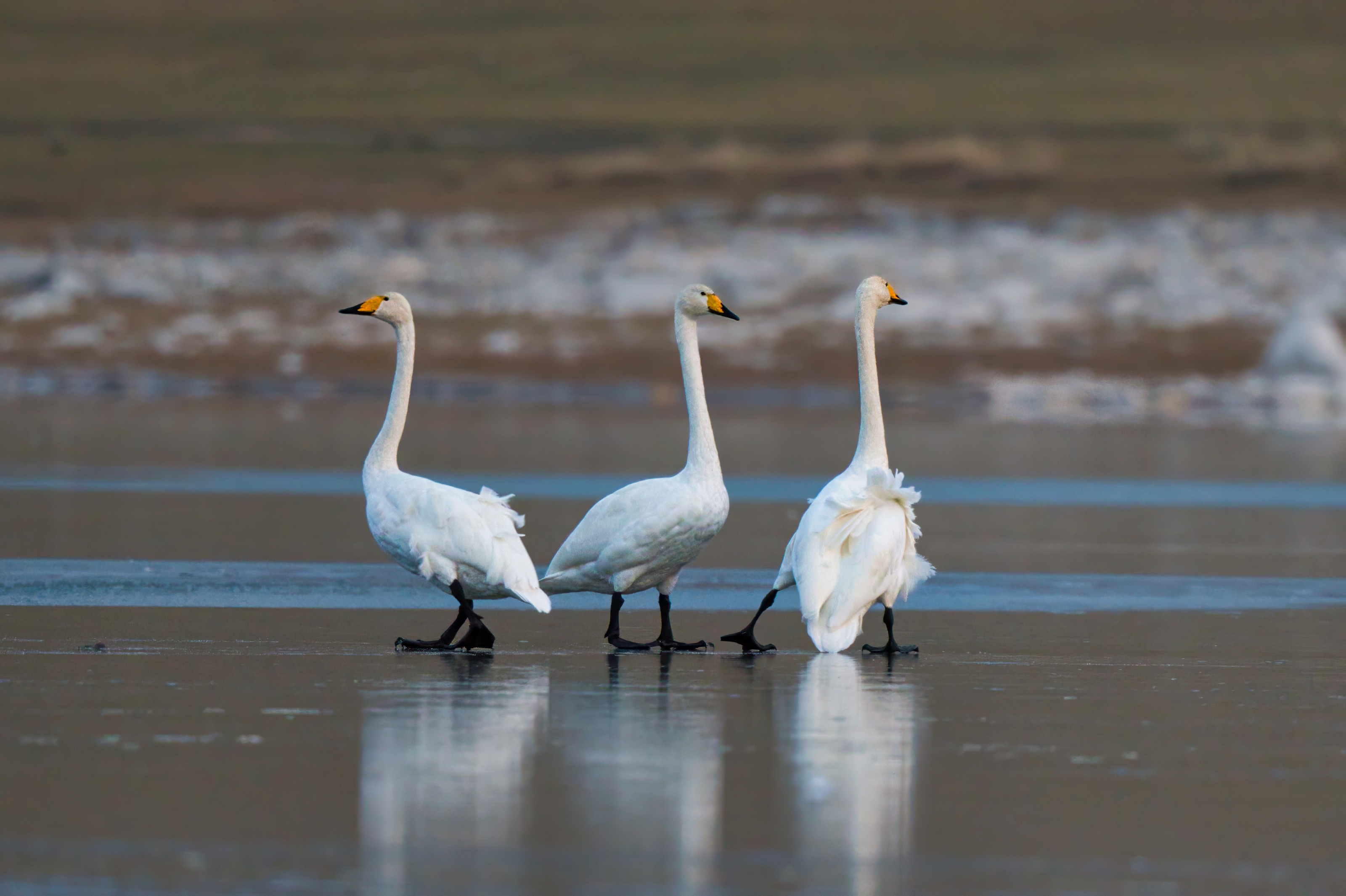 , Большаков Алексей