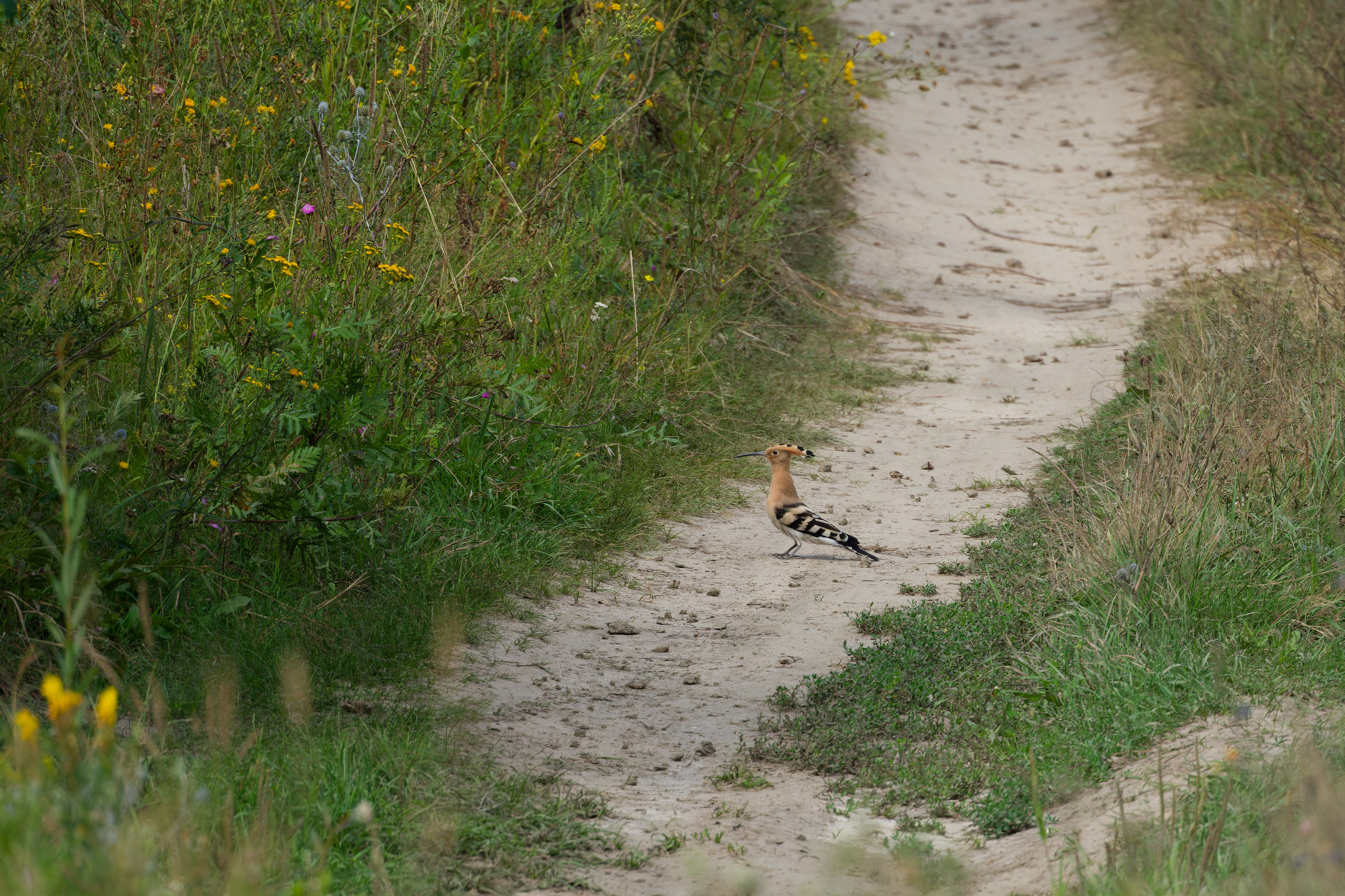 удод, птицы, ракшеобразные, природа, фотоохота, upupa epops, birds, nature, birdwatching, Пётр Калачев