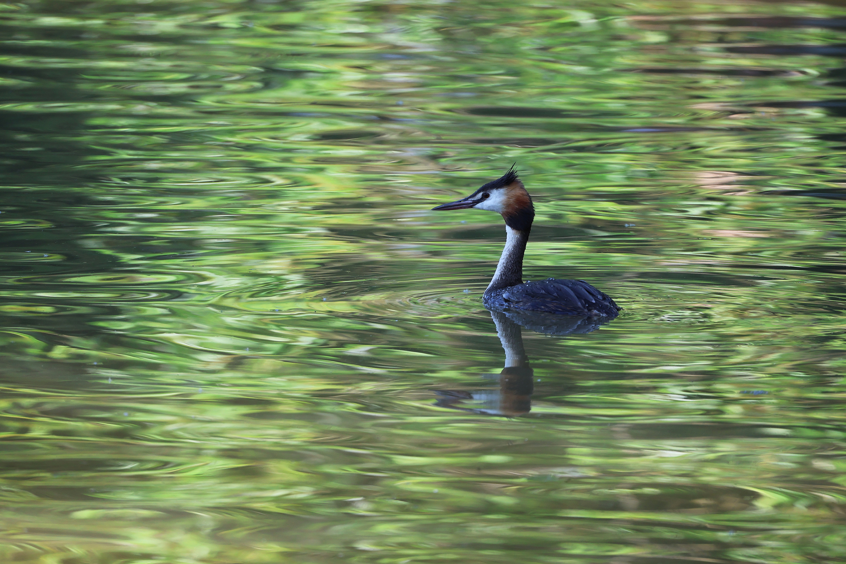 чомга, большая поганка, царицыно, вода, отражение, птицы, игра цвета, фотоохота, grebe, water, reflection, birdwatching, Пётр Калачев