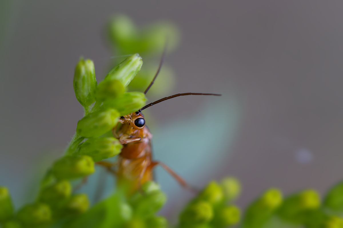 макро, жук, bug, macro, Хилько Марина