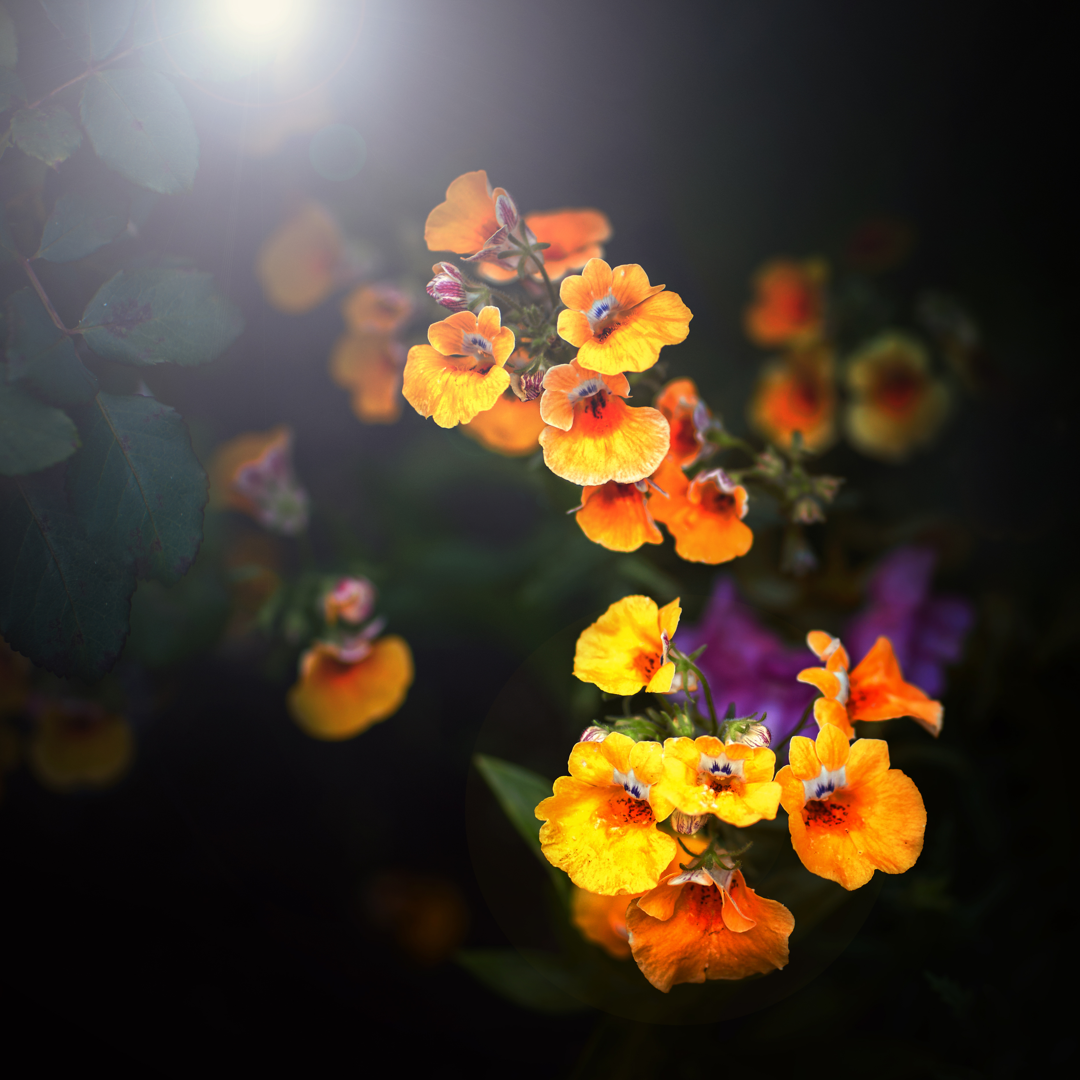 , Гуляев Алексей