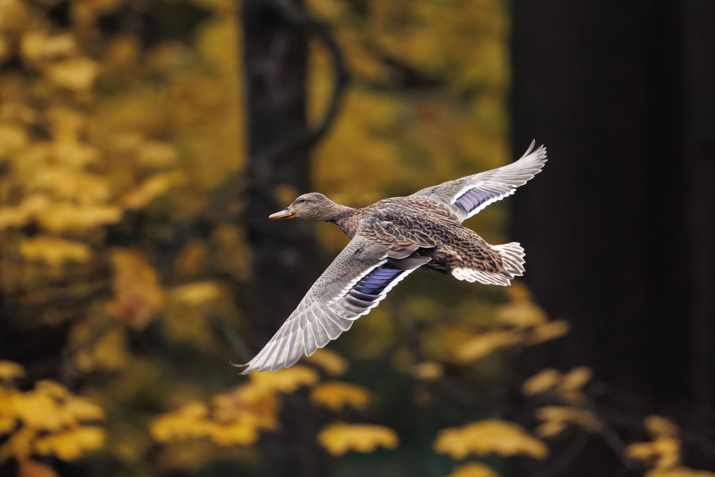 , ssmirs Сергей