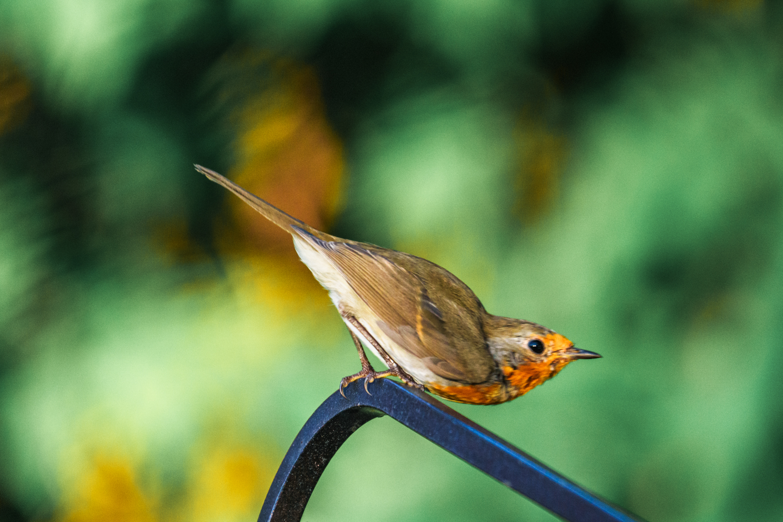 , Велин Александр