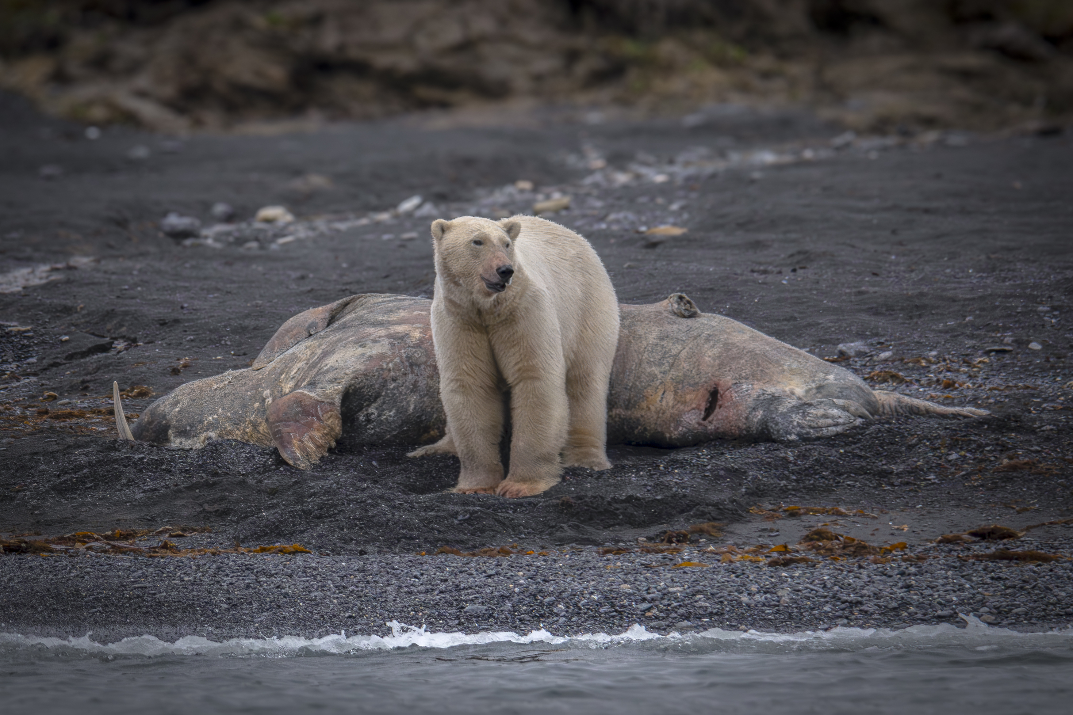 , Лаврентьев Александр