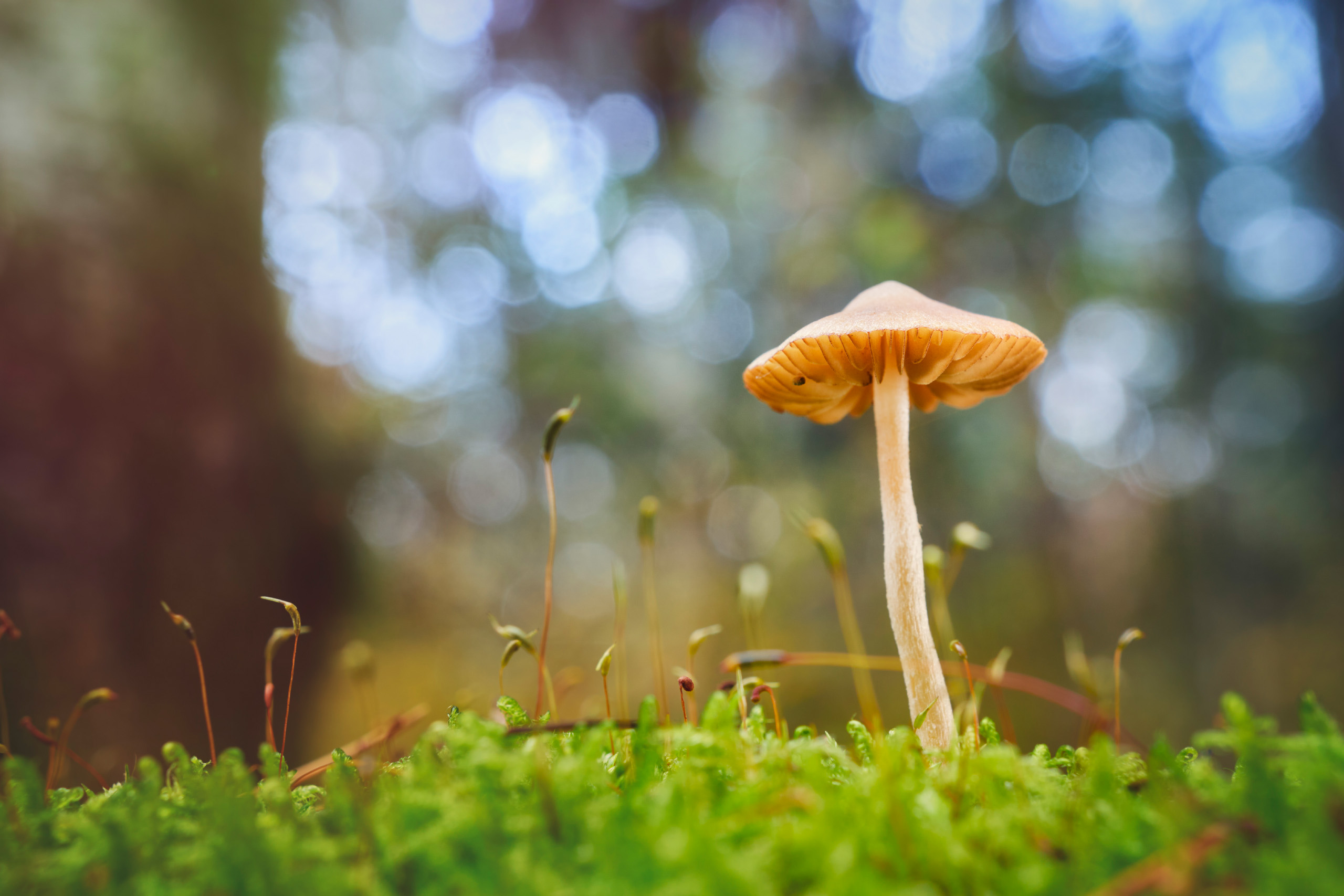 гриб, Валерий Вождаев