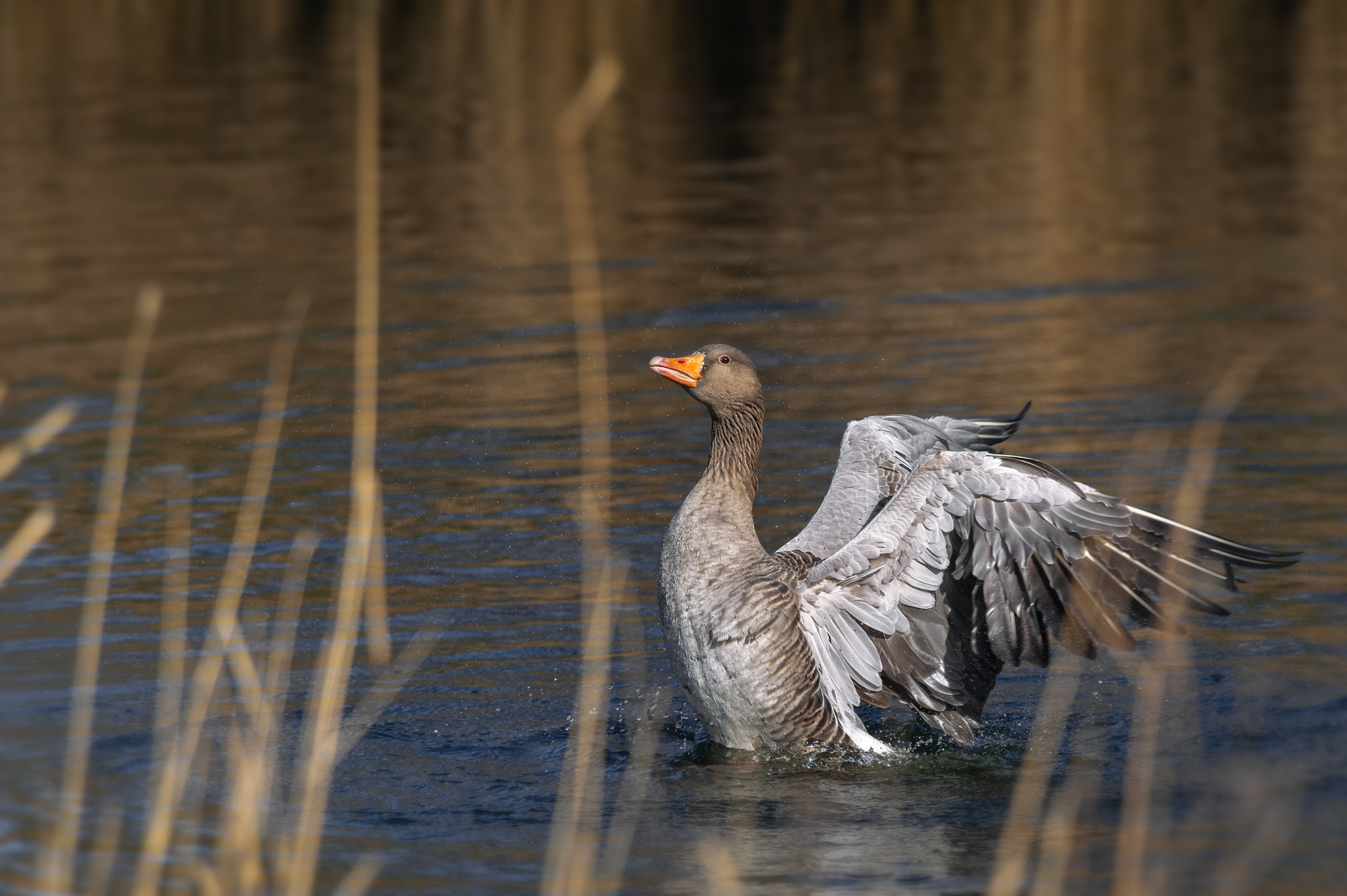 серый гусь, дикий, greylag goose, anser anser, купание, крылья, Наталья Паклина