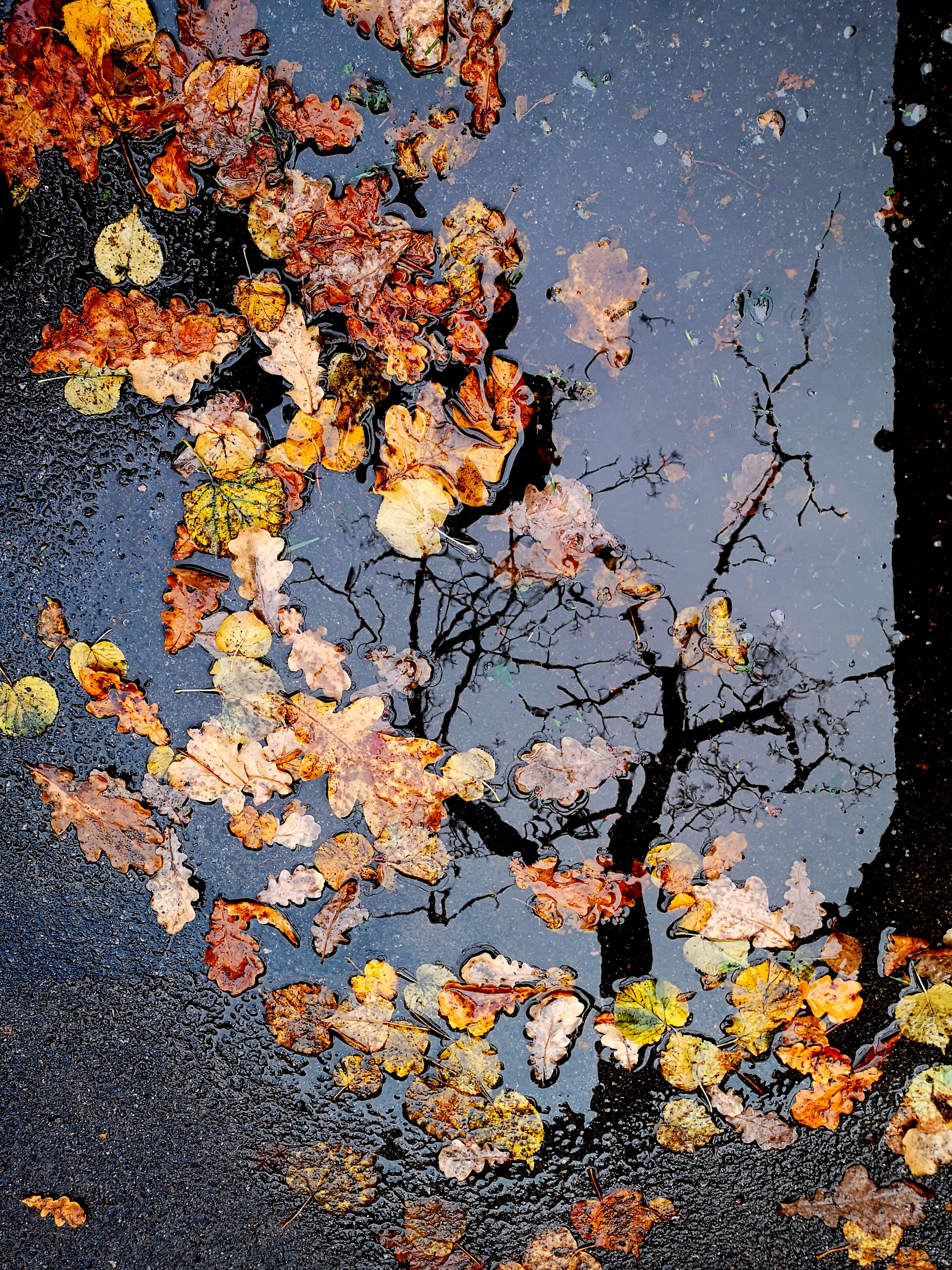 , Антон Лаба