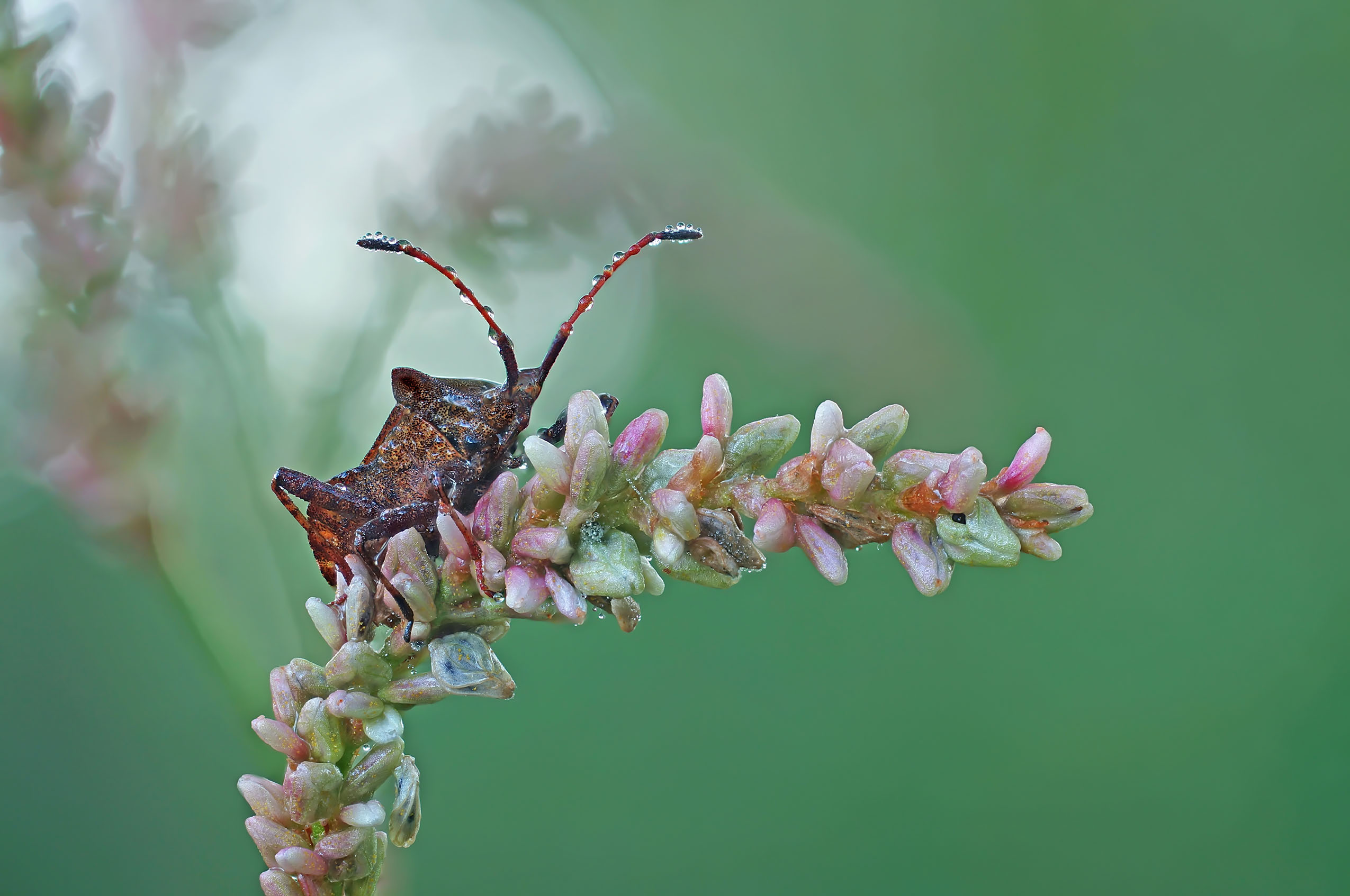 Клоп, растение, роса, Чепленко Алексей