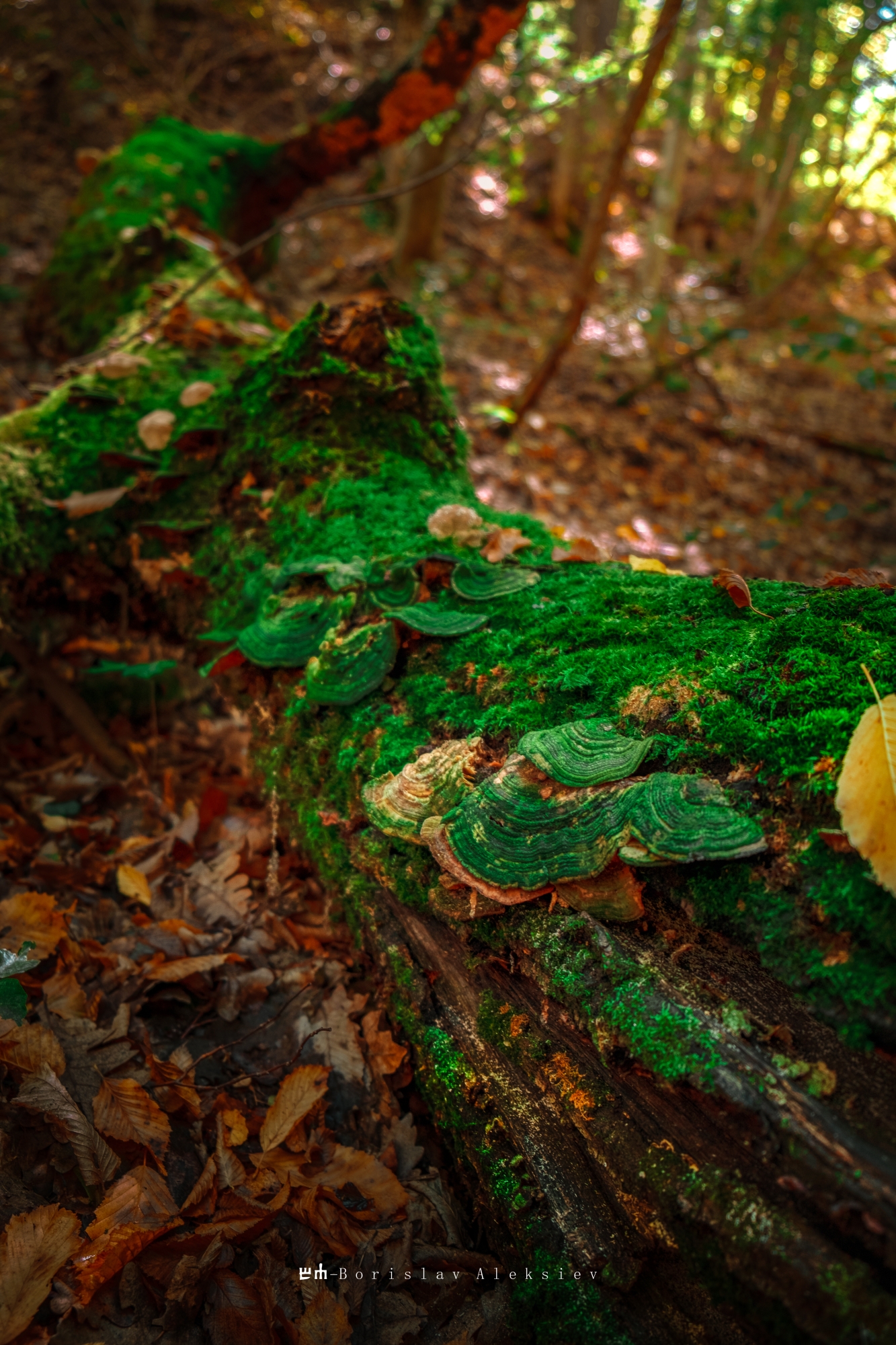 mushroom,dark,light,bokeh,nature,green,, Алексиев Борислав