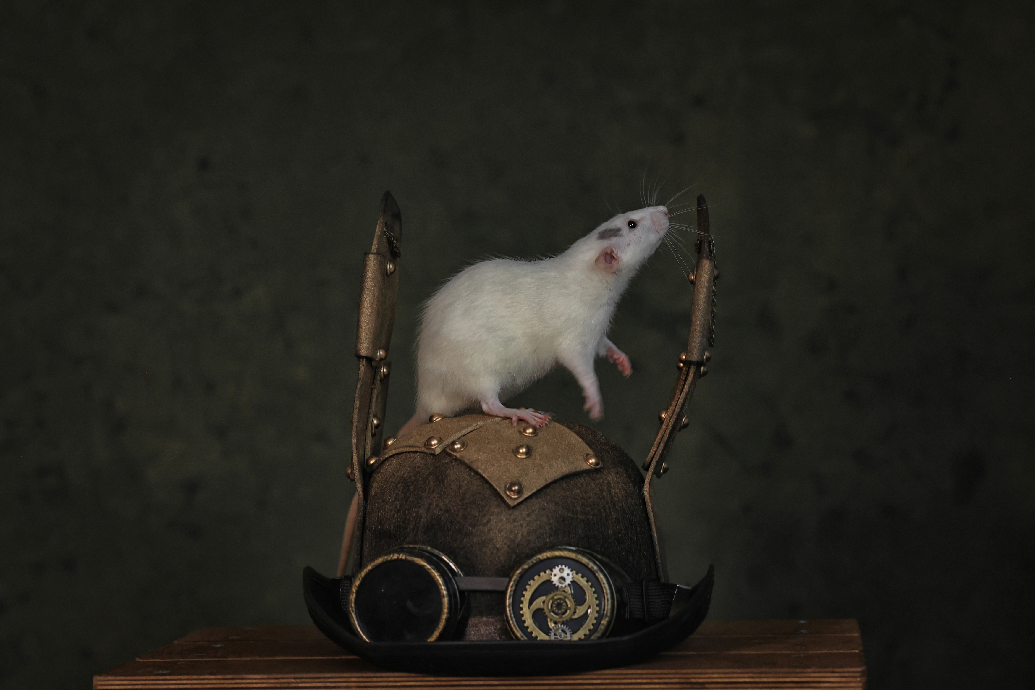 , Аксинья Лысенкова