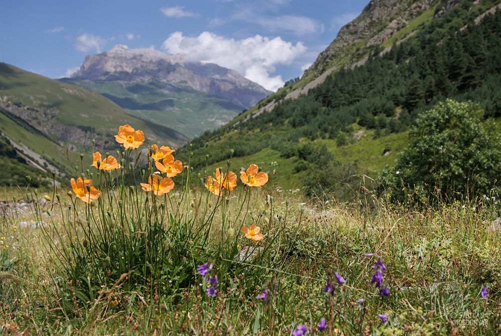 , Светлана Холодняк