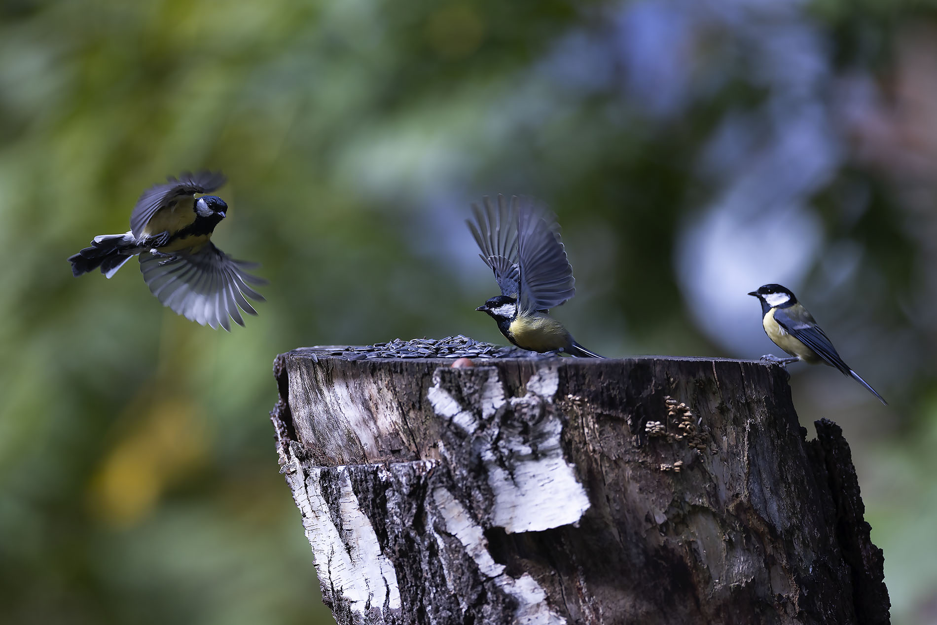 птицы, синицы, bird, forest,movement ,nature, Стукалова Юлия