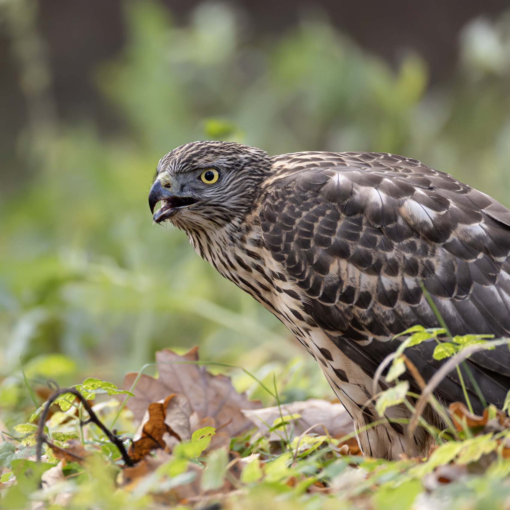 ястреб тетеревятник, ястреб, тетеревятник, птицы, ястреб-тетеревятник, Ruslan Pl