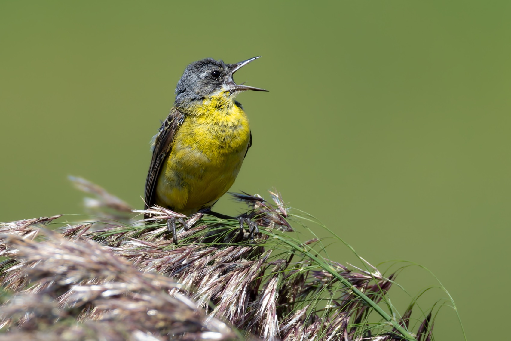желтая трясогузка,трясогузка, птицы, Ruslan Pl