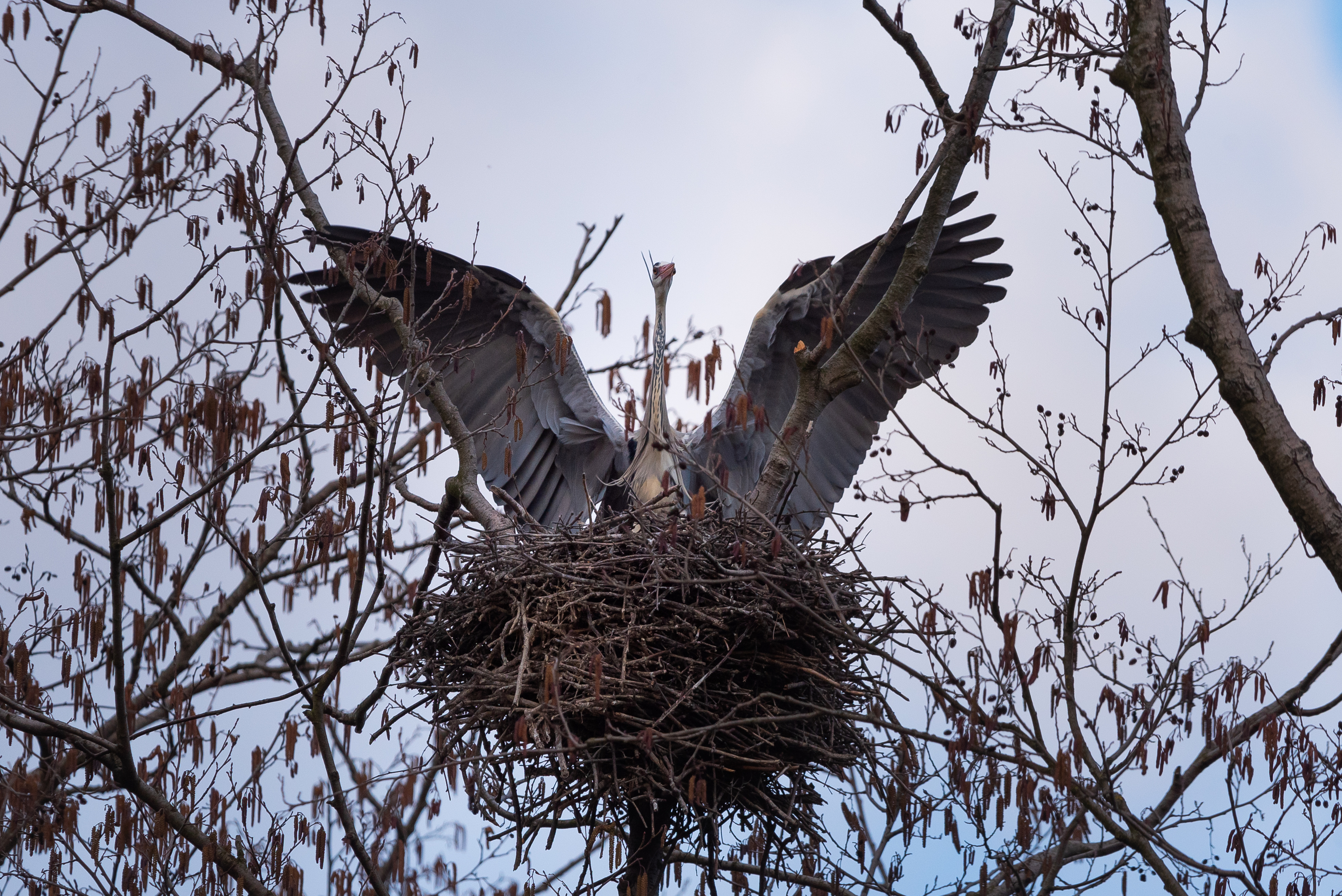 , Полина Шальнева