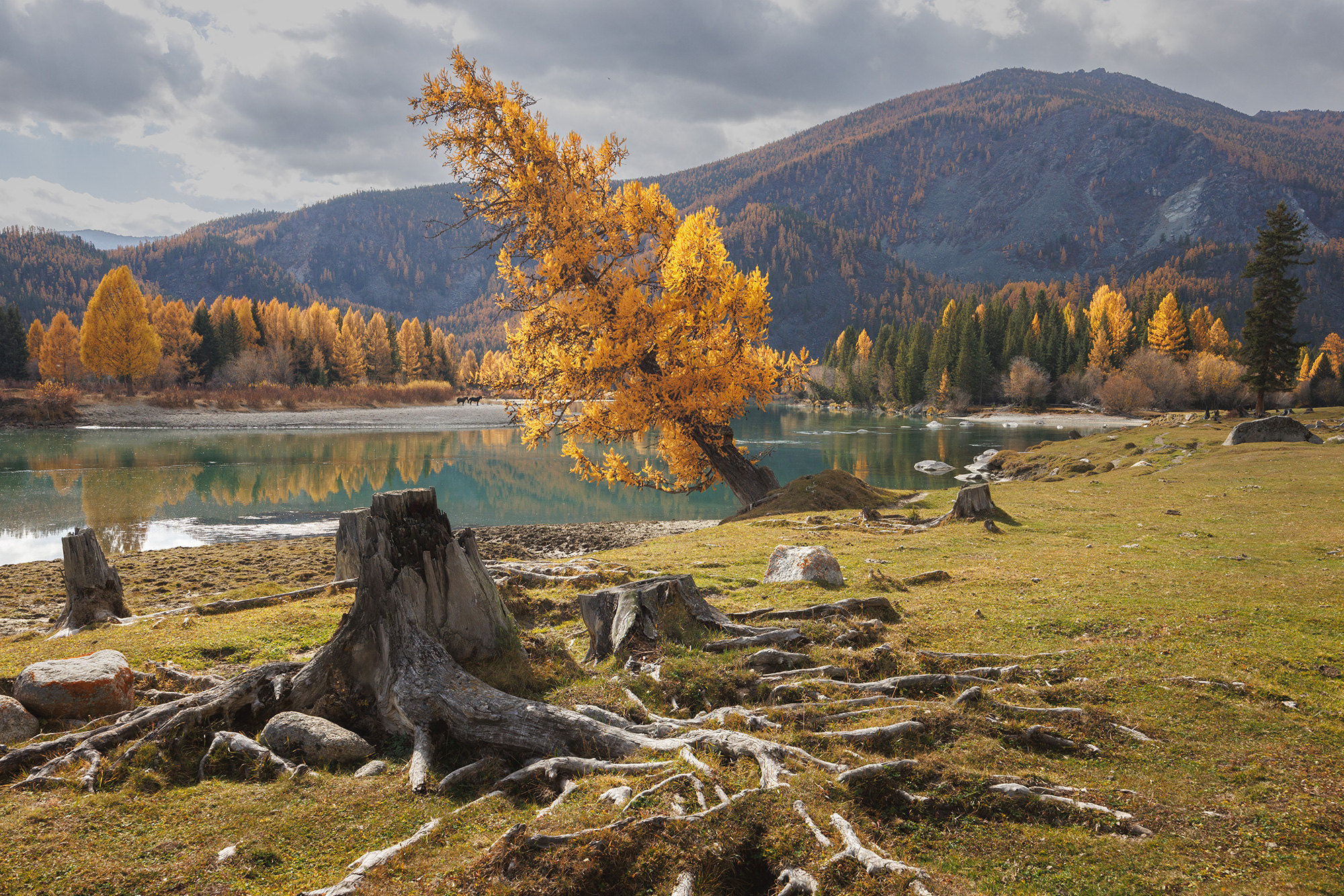 алтай, горный алтай, беляши, осень, лиственница, аргут, Морозов Сергей