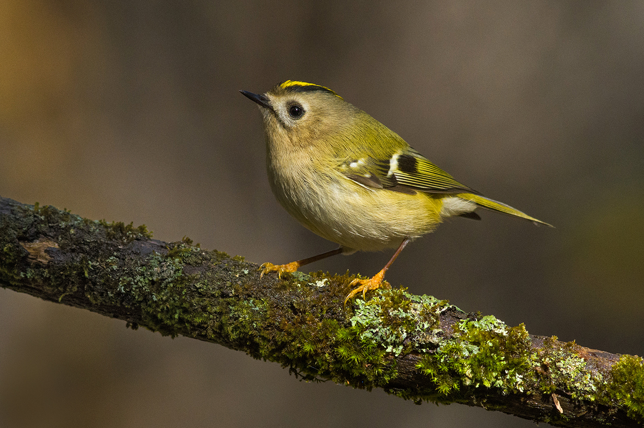 желтоголовый королёк,бор,октябрь, Иван