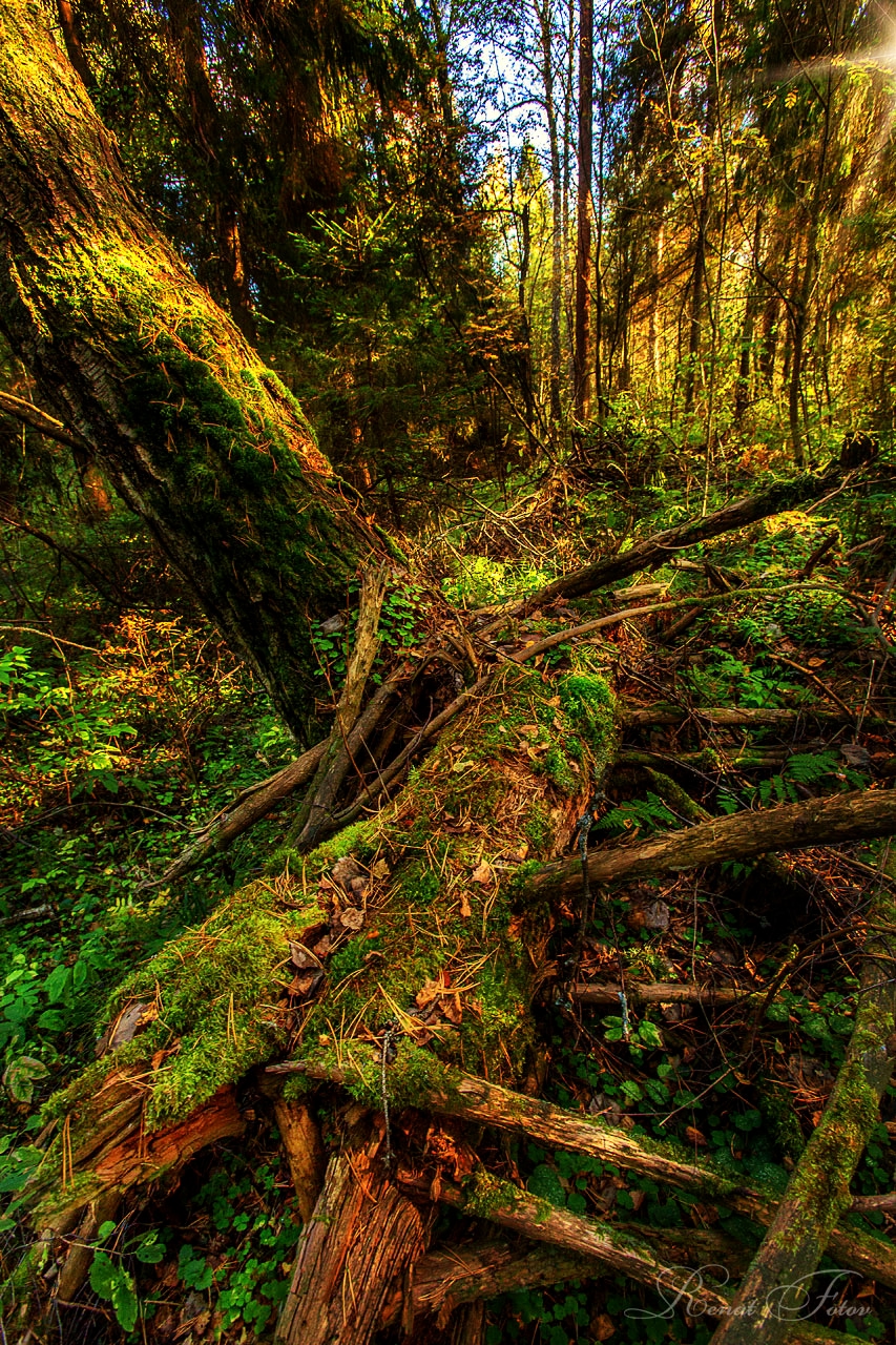 , Фотов Ренат