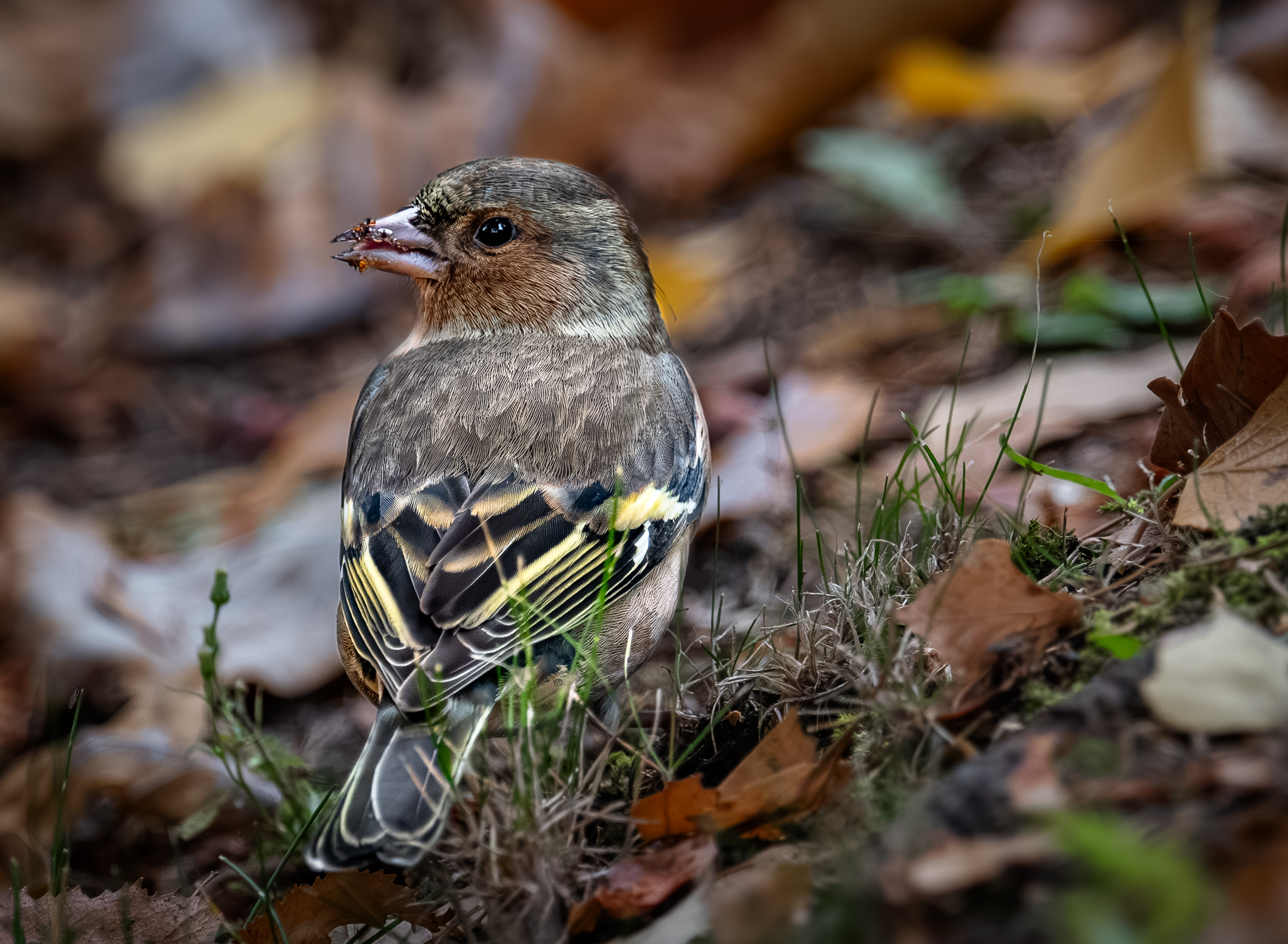 , Курлянцев Алексей