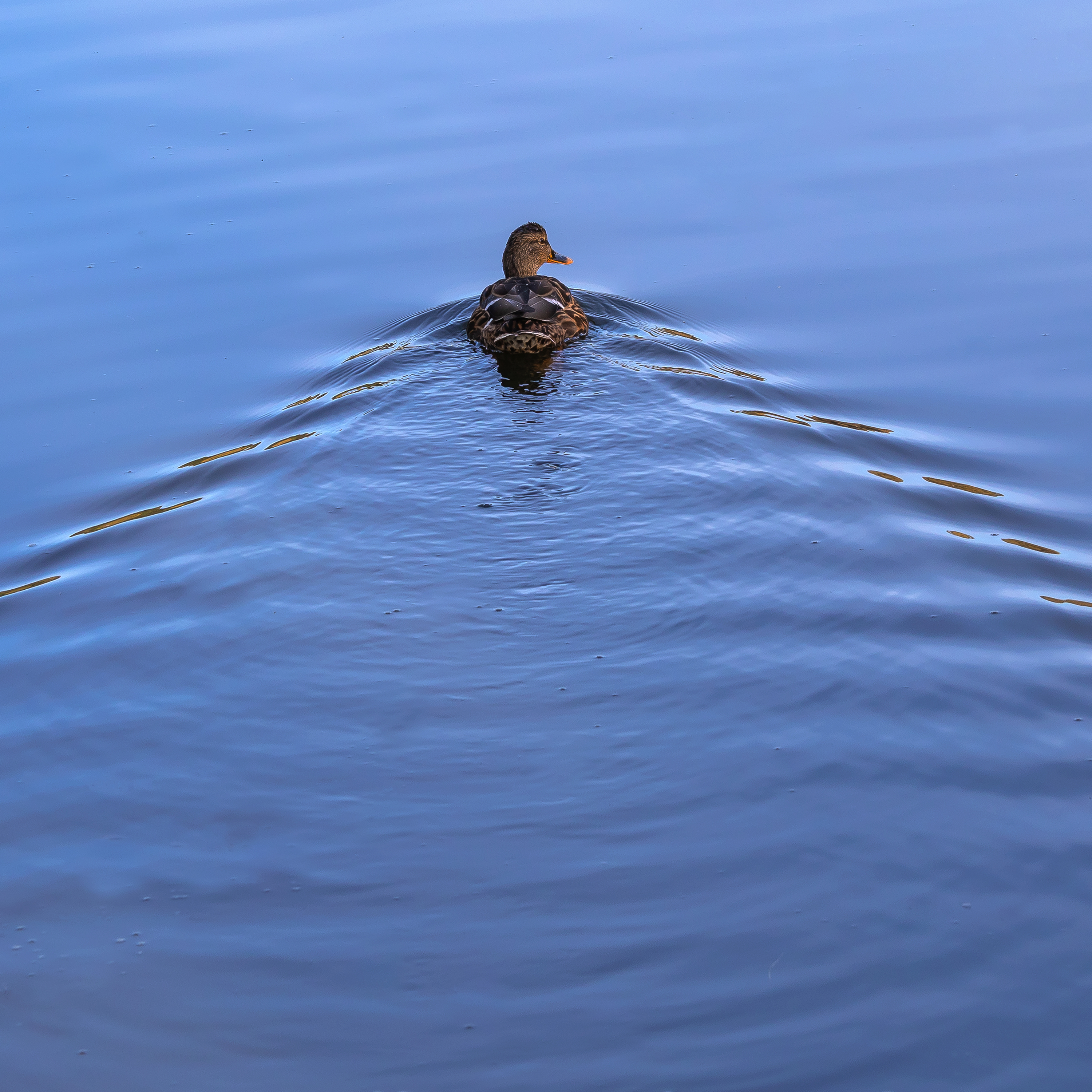 голуби, утки, птицы, осень, вода,, Александр Резников
