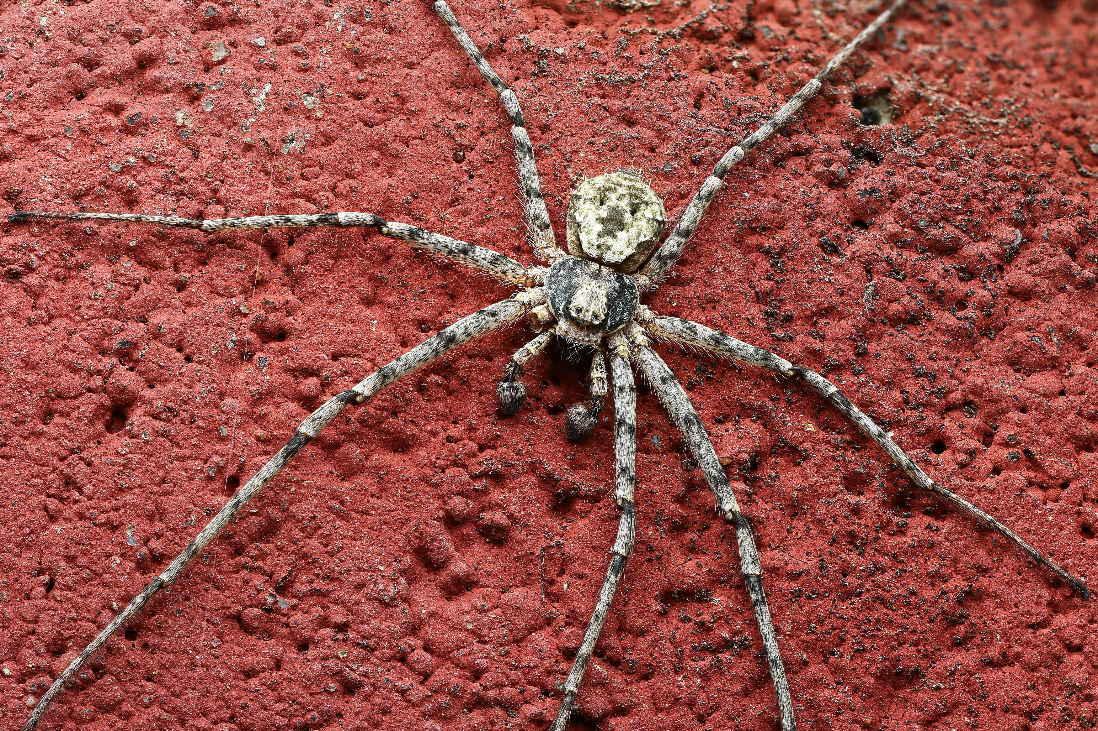 макро, природа, животное, растение, цвет, фото, красный, паук, Шаповалов Андрей