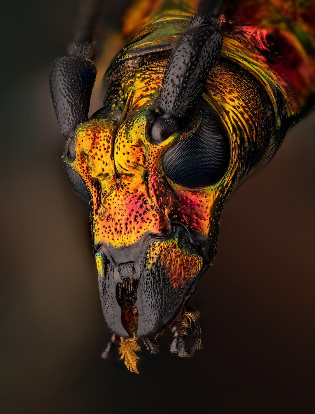 coleoptera, cerambycidae, hypatium splendidum, Kavaliauskas Eugenijus