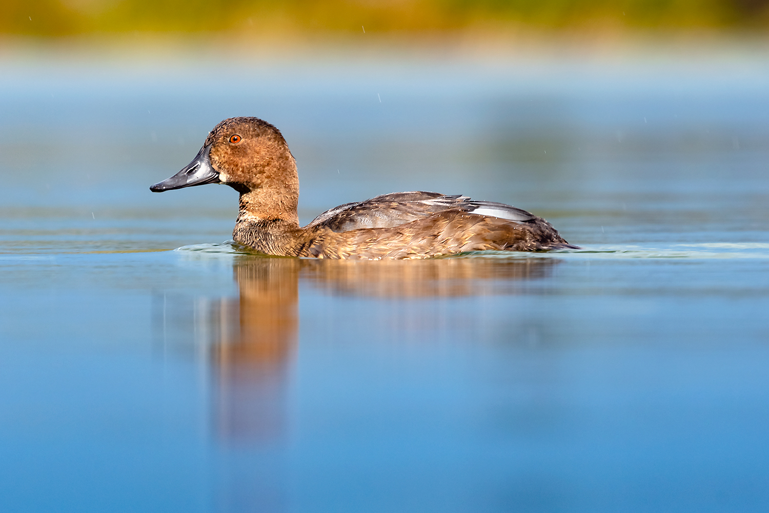 , Абросимов Александр