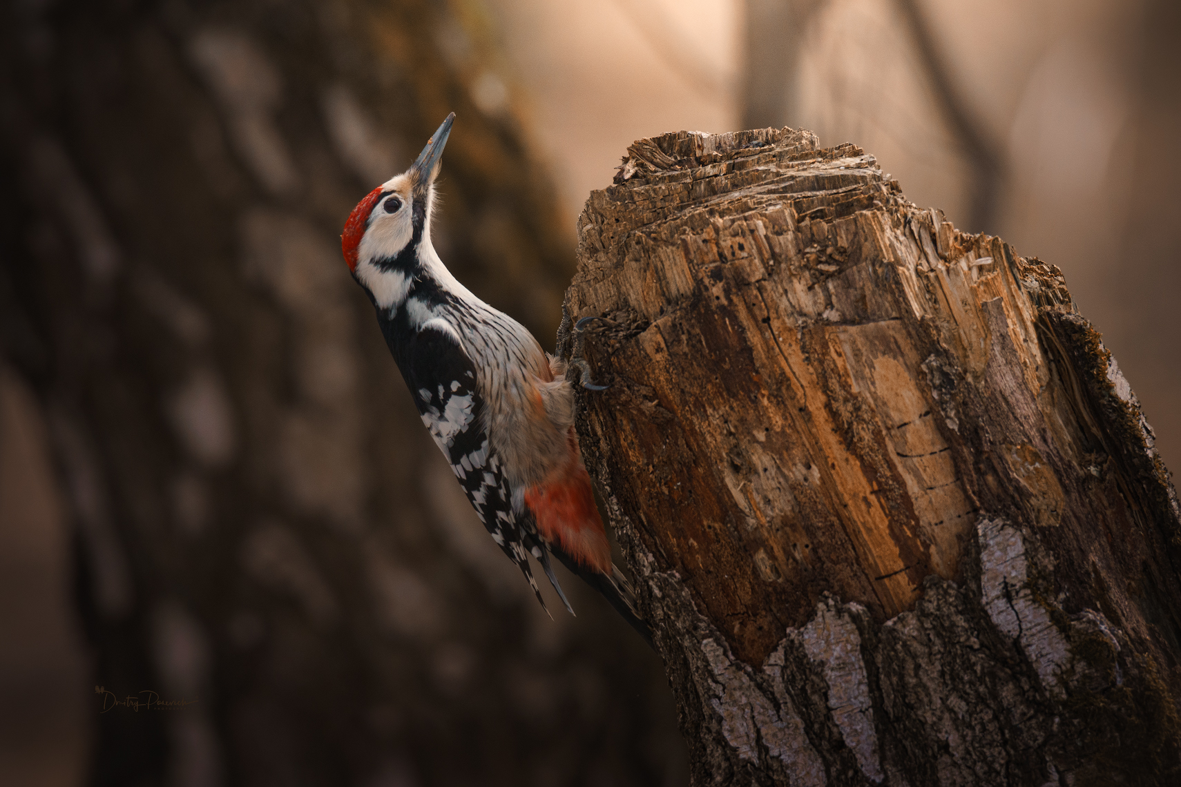 природа, лес, поля, огороды, животные, птицы, макро, Дмитрий Посевич