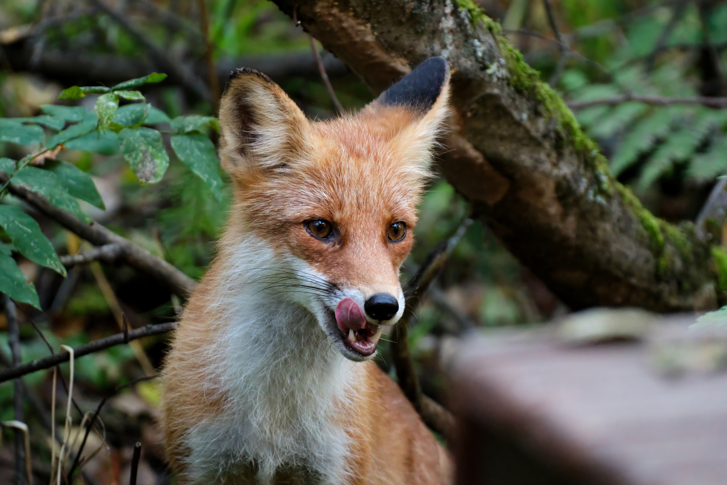 лиса, красноярские столбы, Багурский Алексей