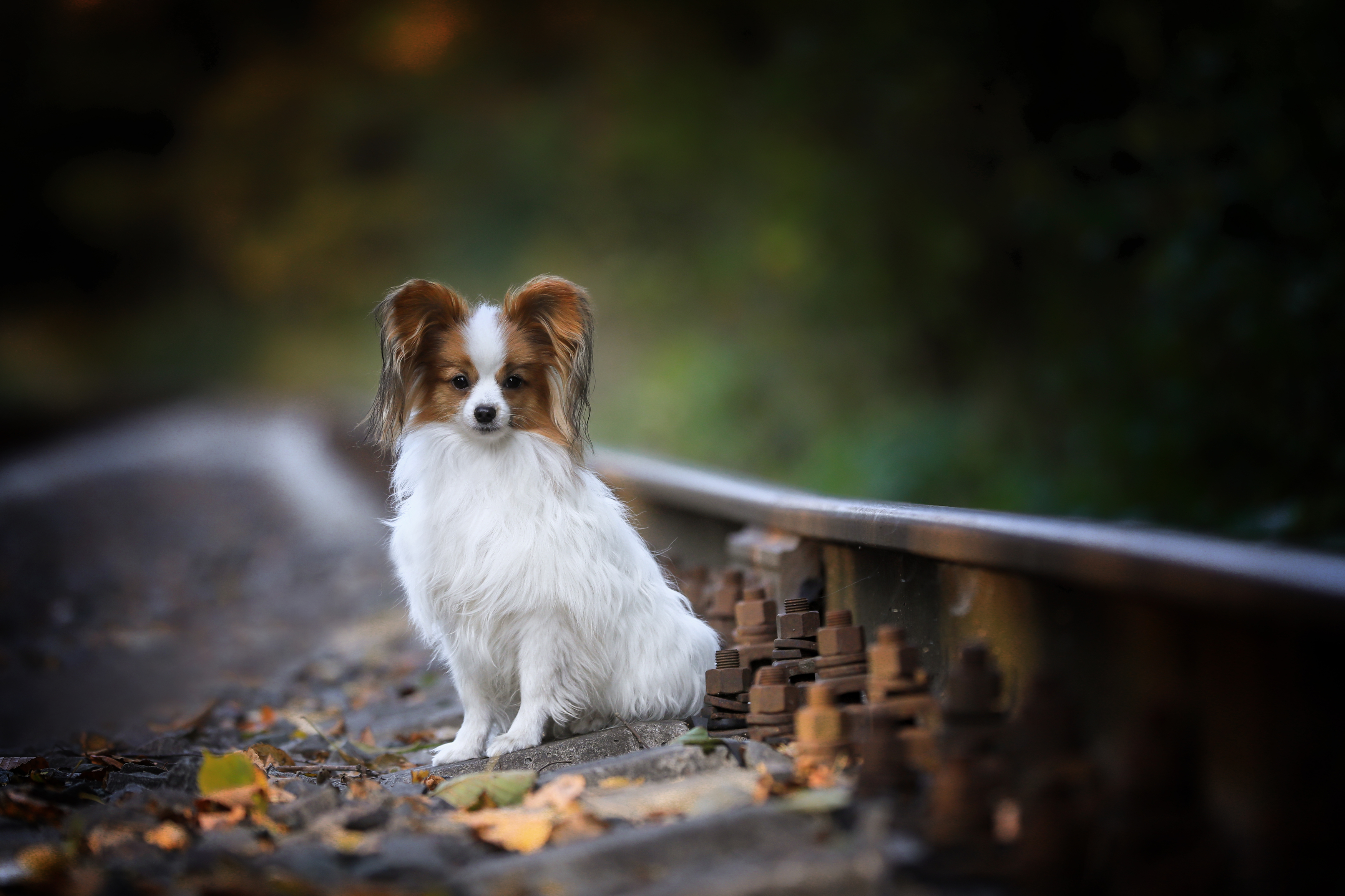 , Андрей Ершов