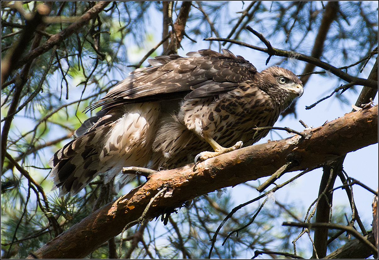 москва, парк, молодой тетеревятник, АНАТОЛИЙ ДОВЫДЕНКО