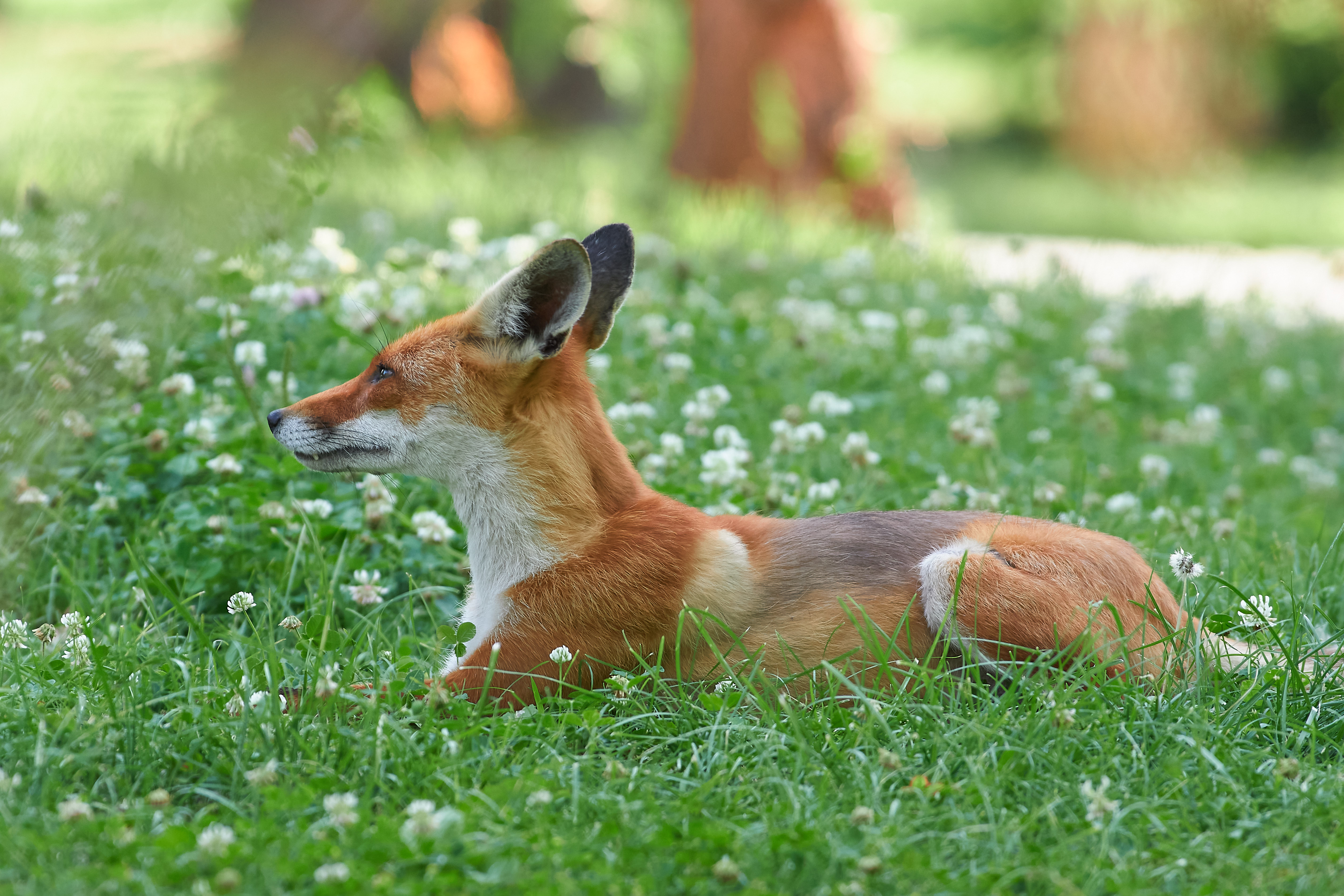 рыжая лисица, лисица, , Павел Сторчилов