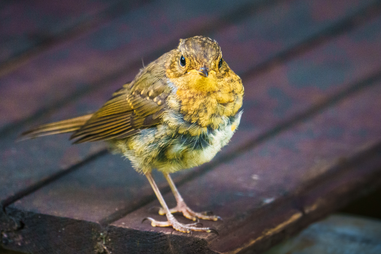 , Велин Александр