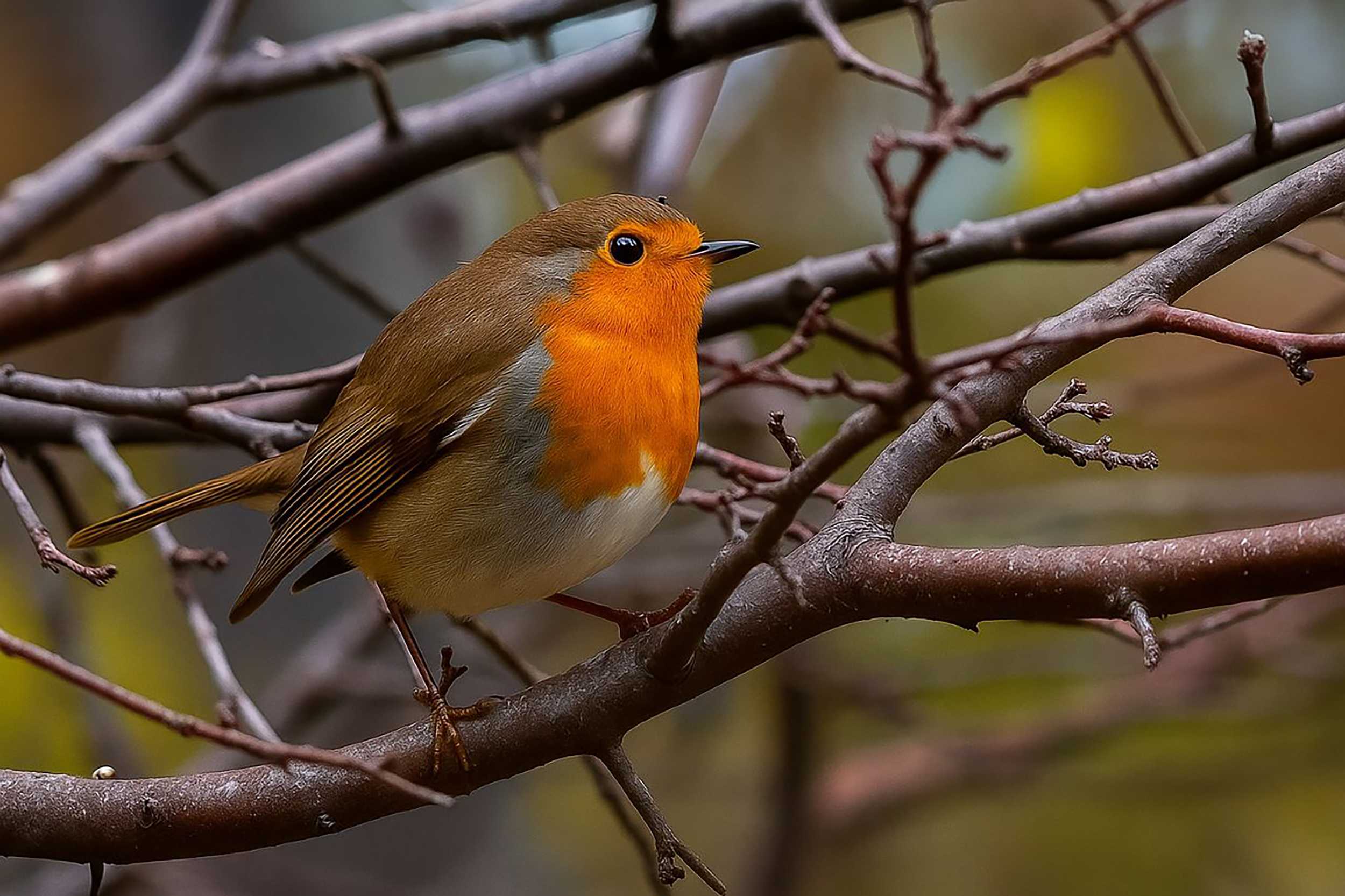 природа, Валерий Черняк