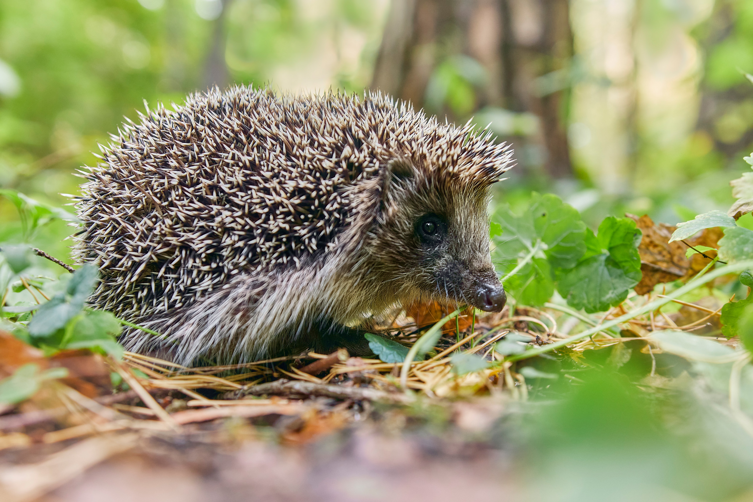 еж, Валерий Вождаев