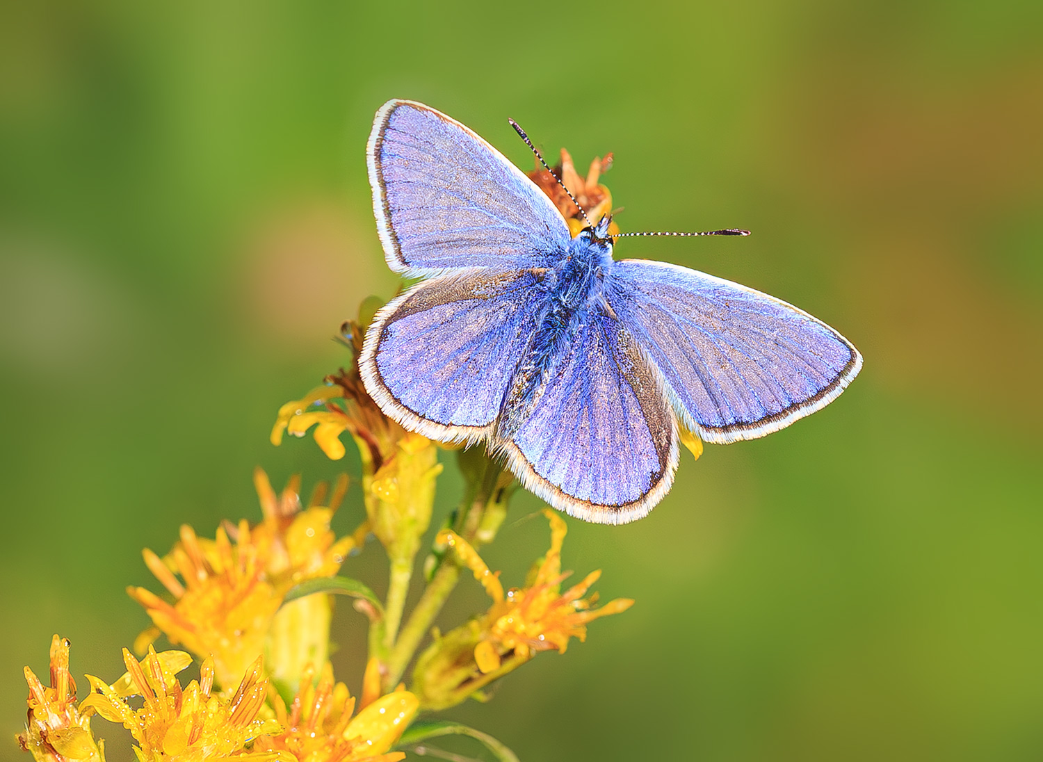насекомые, бабочка, голубянка, икар, лето, июль, утро, Борис Новиков