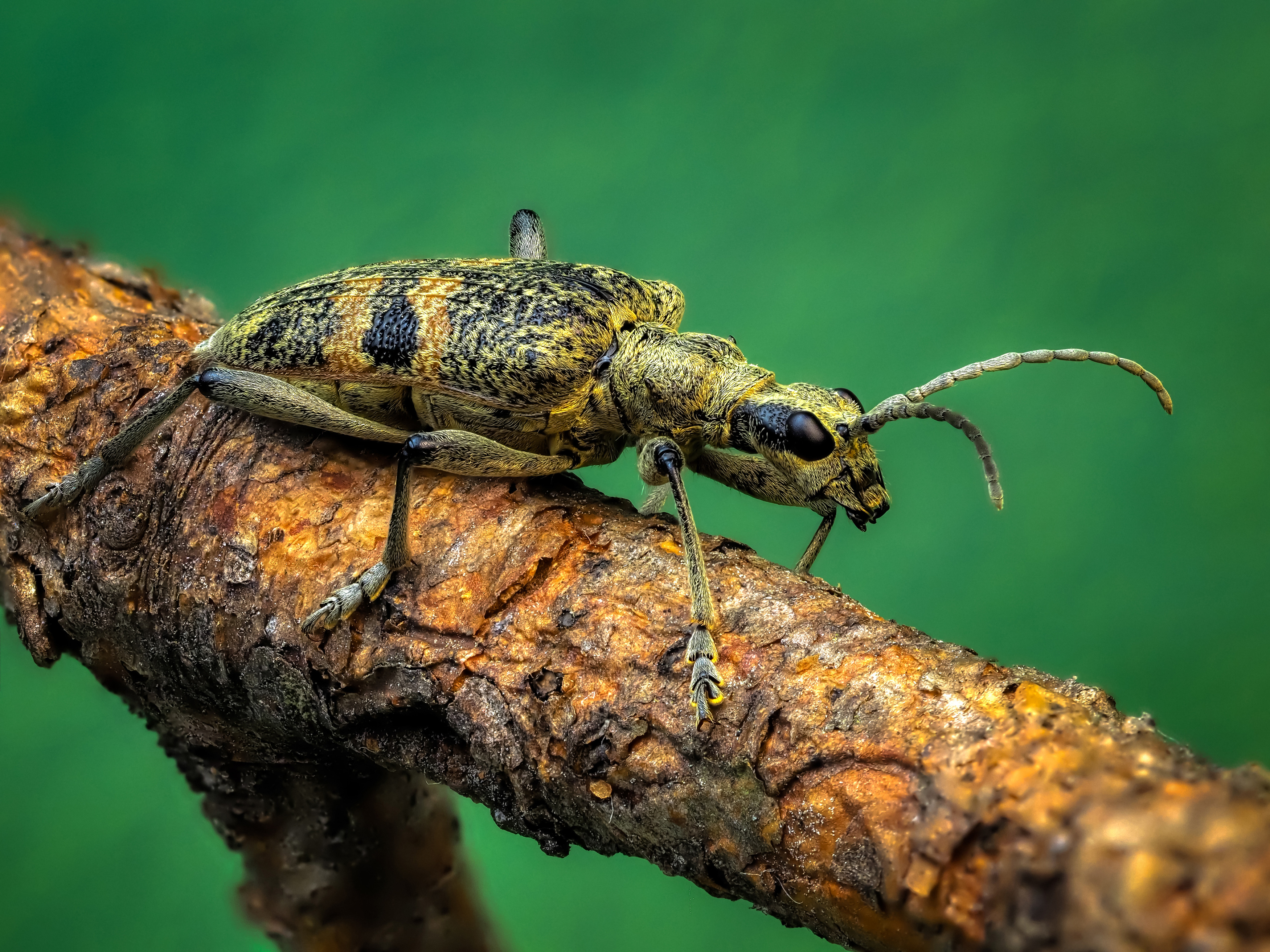 , Олег Савицкий