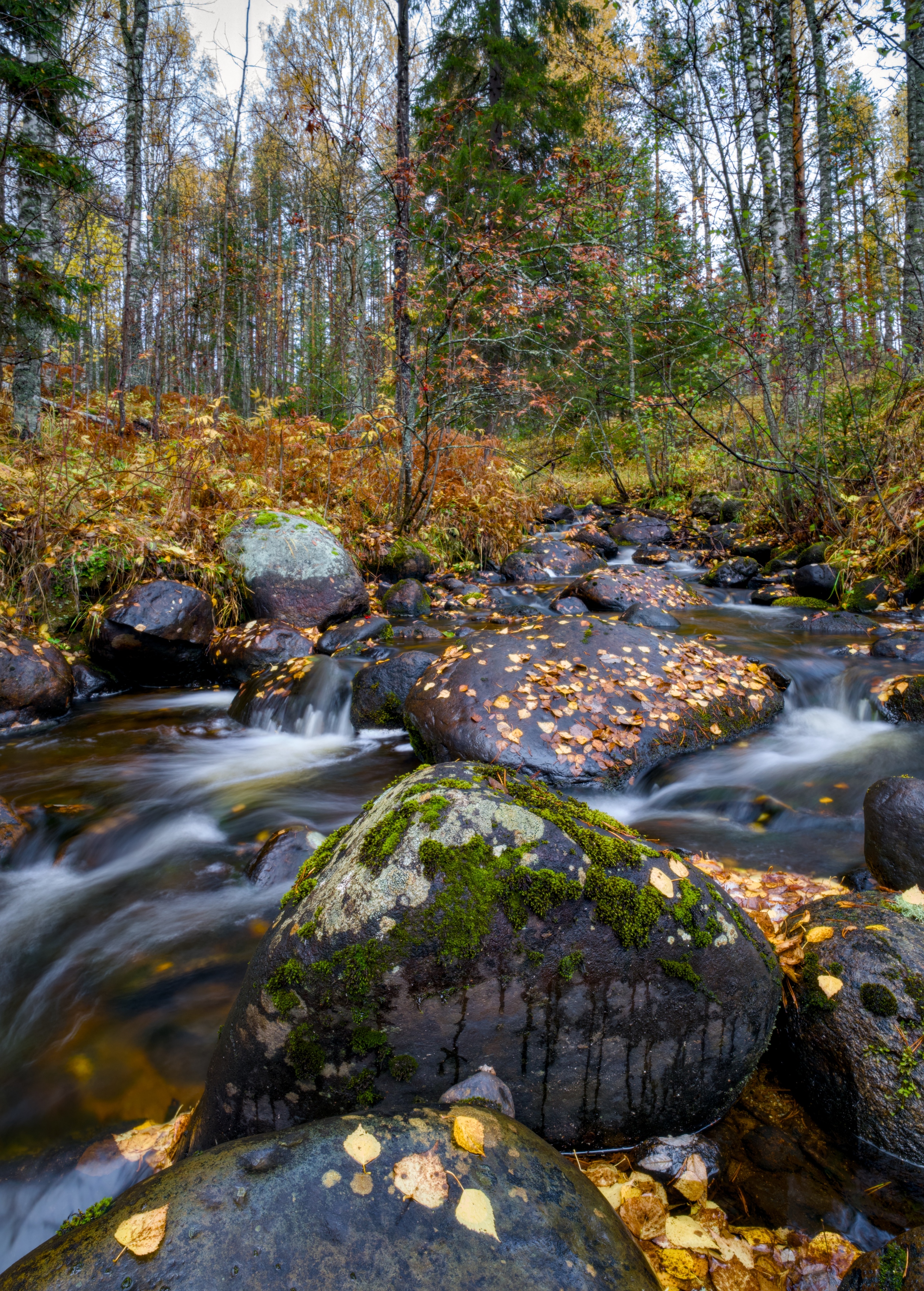 ручей листопад осень валун мох, Igor Shishpanov