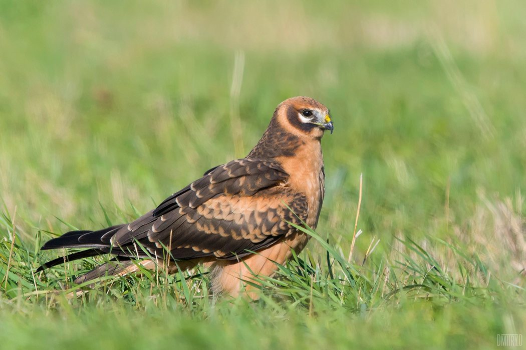 , Дмитрий Доронин