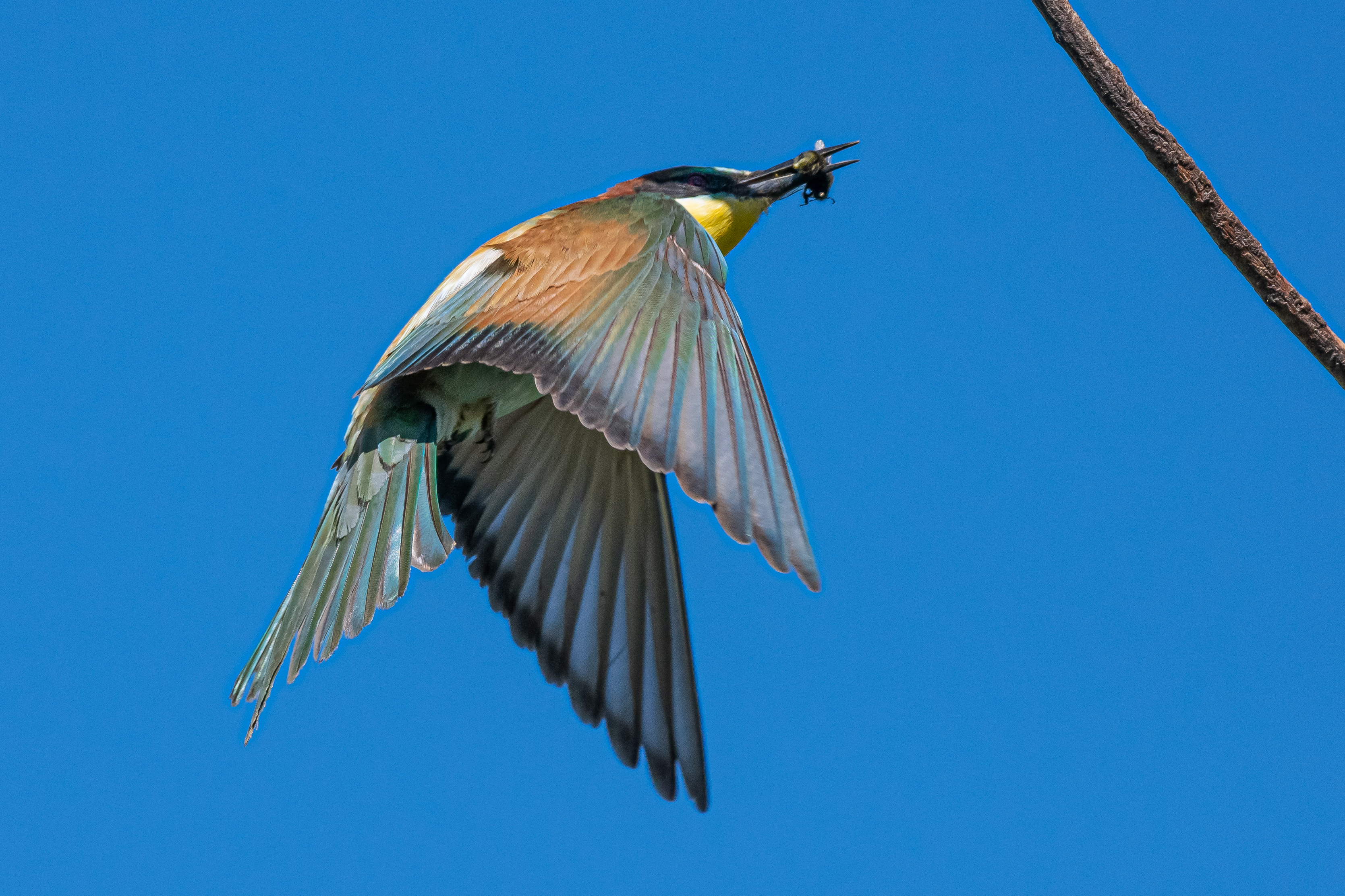 , Алексей Савельев