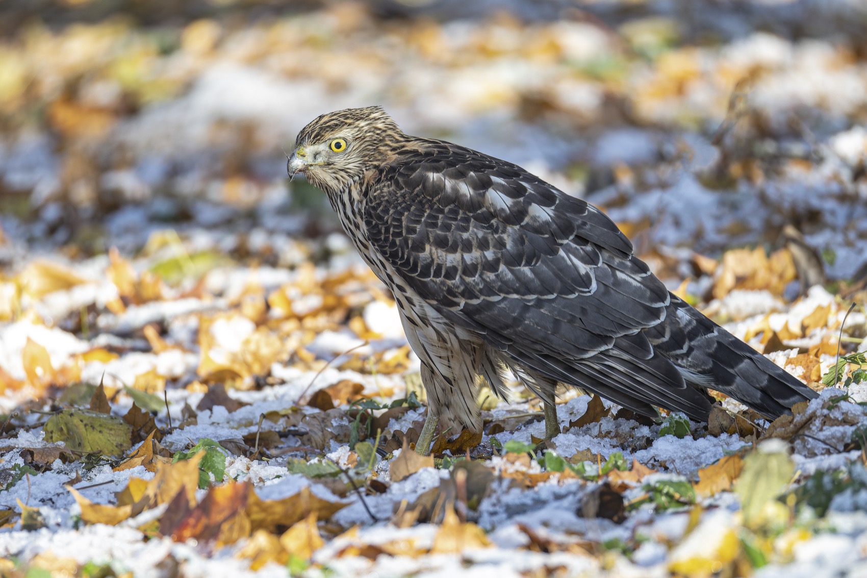 ястреб тетеревятник, ястреб, тетеревятник, птицы, ястреб-тетеревятник, Ruslan Pl