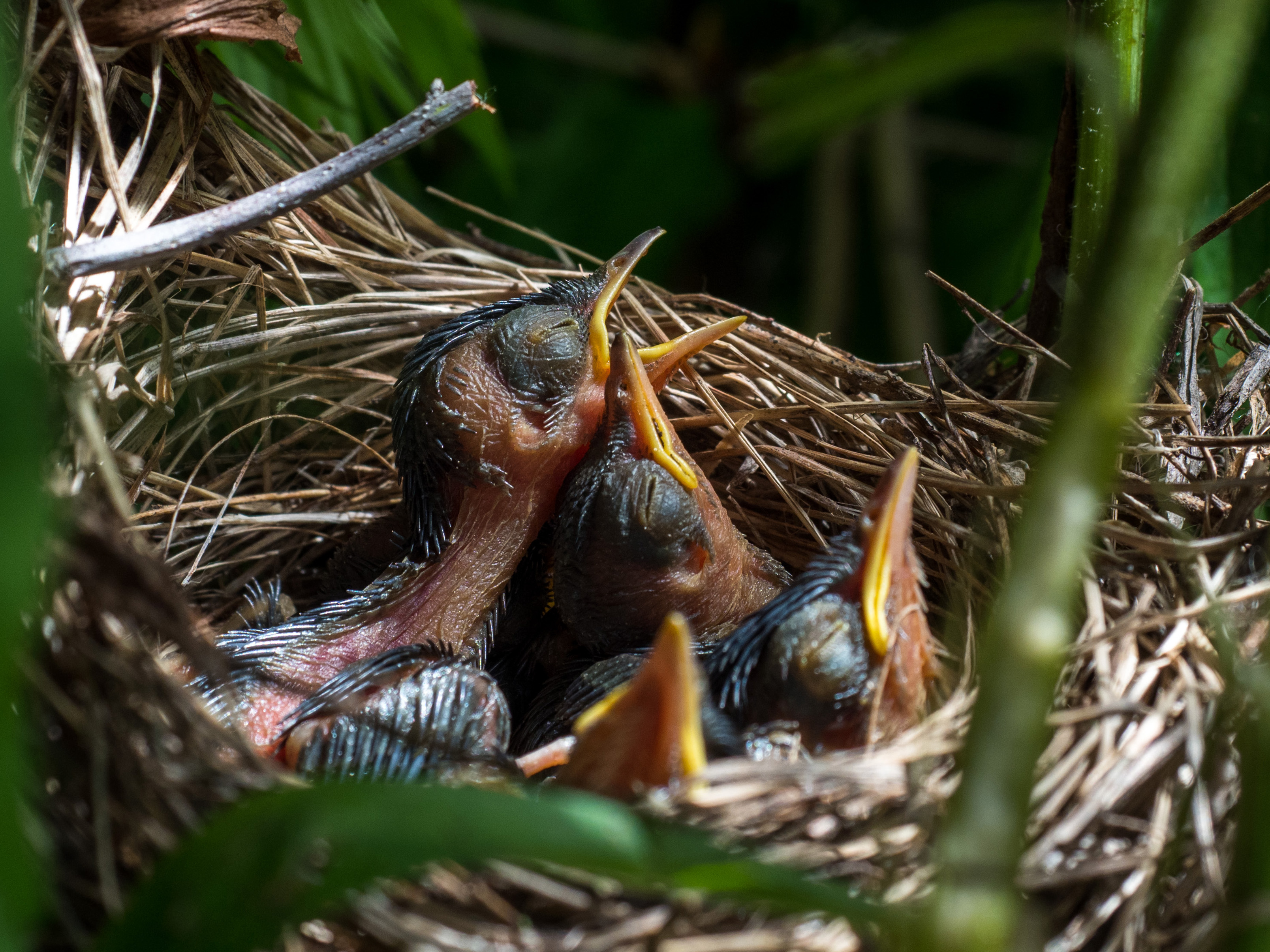 , Станислав