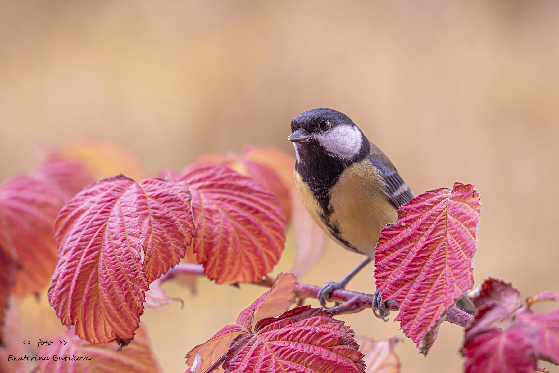 , Бурикова Екатерина