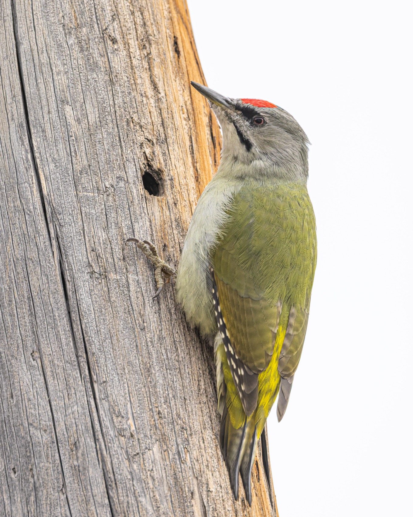 дятел, седой дятел, птицы, алтай, Ruslan Pl