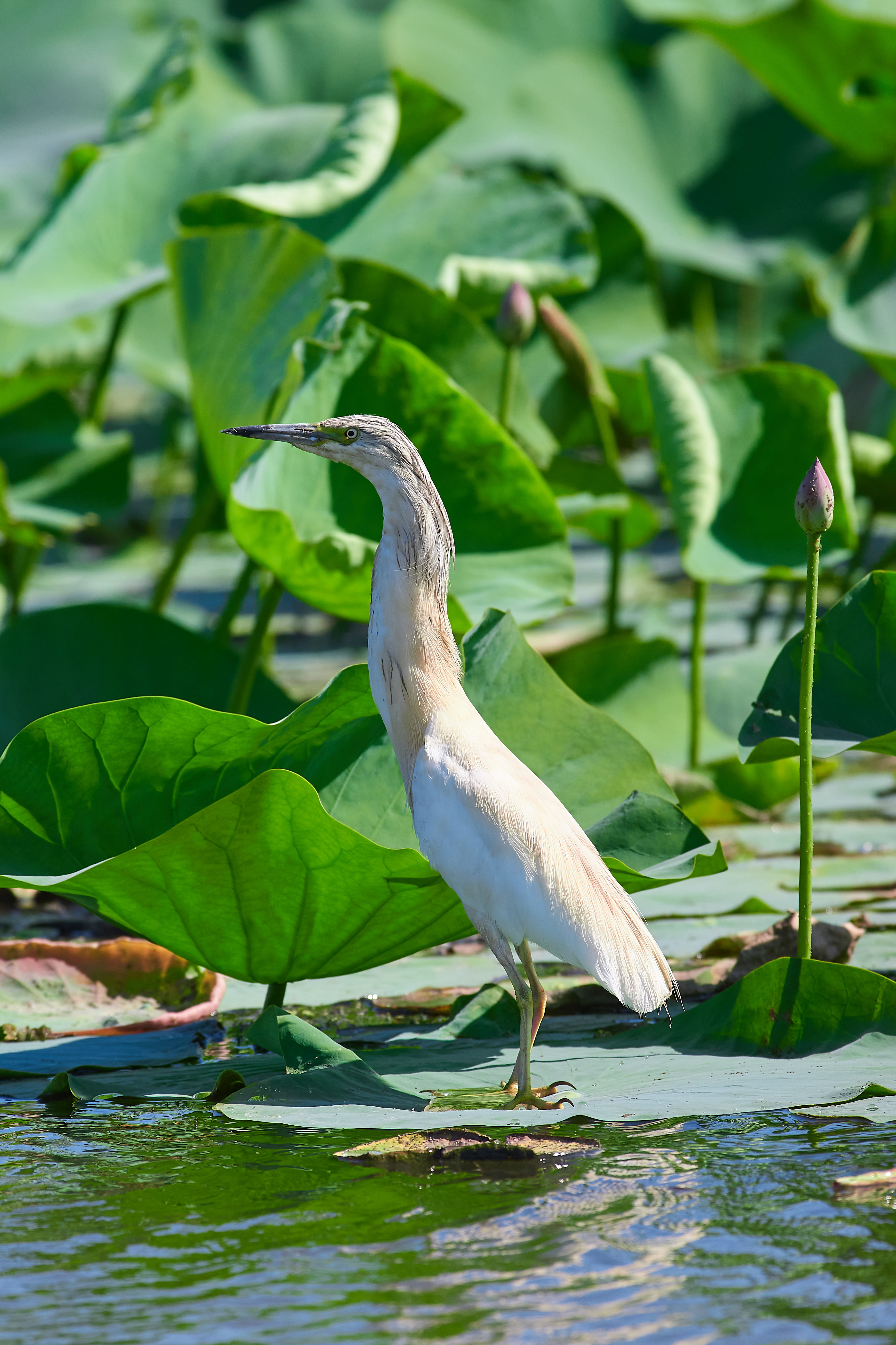 Ardeola ralloides, Жёлтая Цапля,, Павел Сторчилов