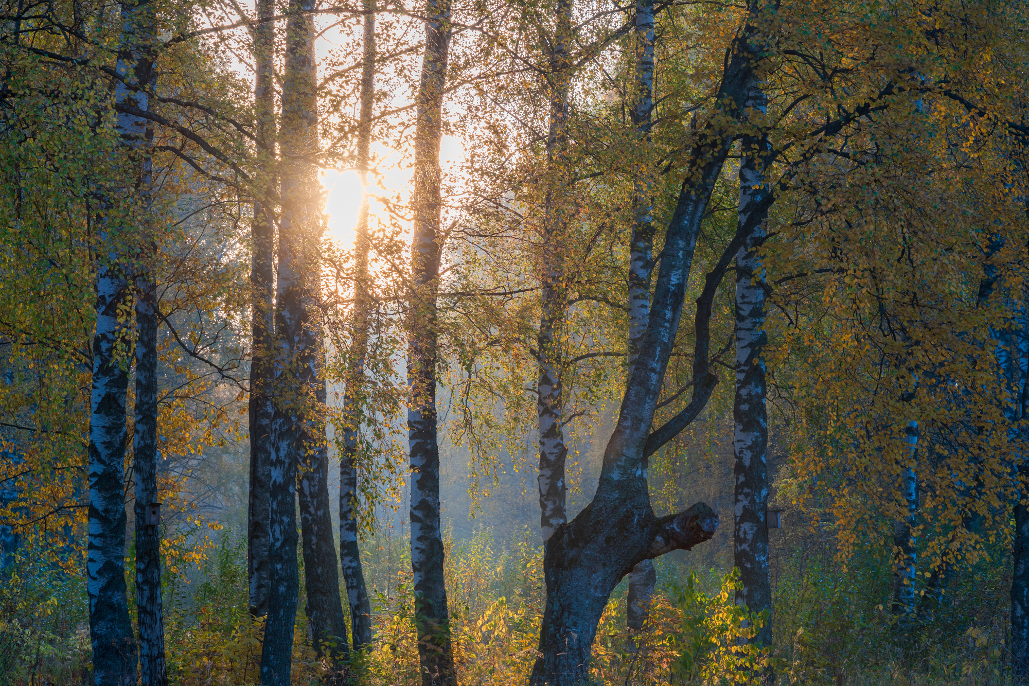 , Добродий Михаил